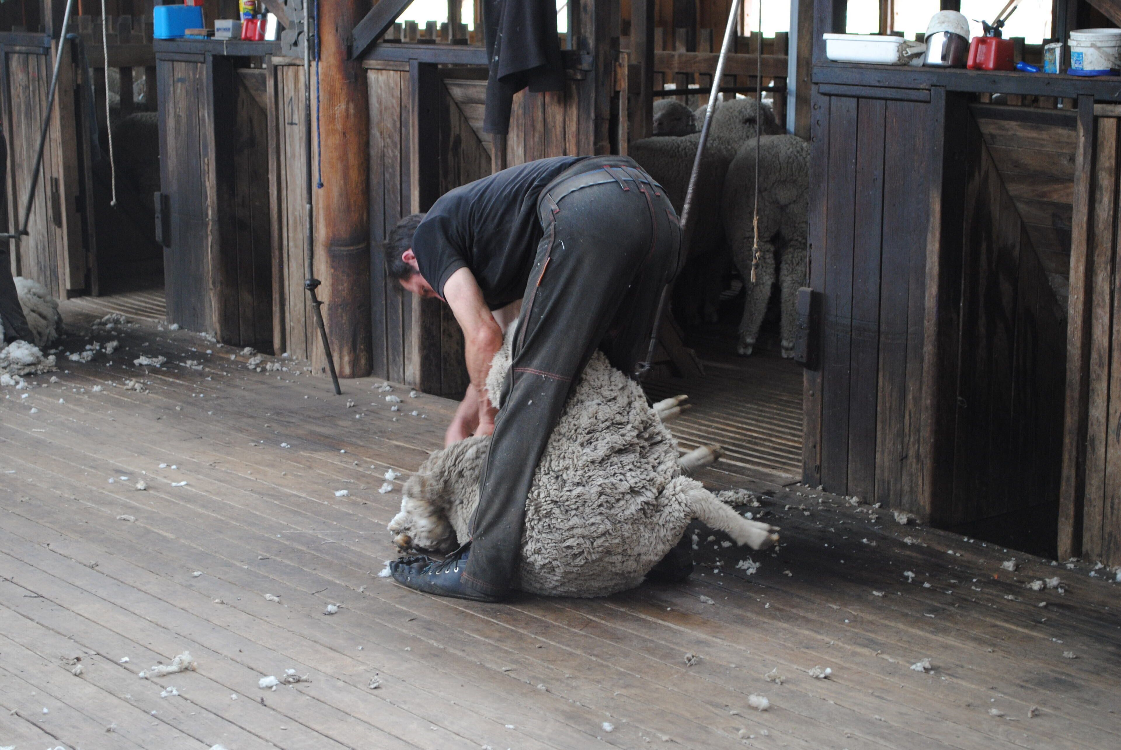 Fabulous Country Stay on New England Cattle & Sheep Property