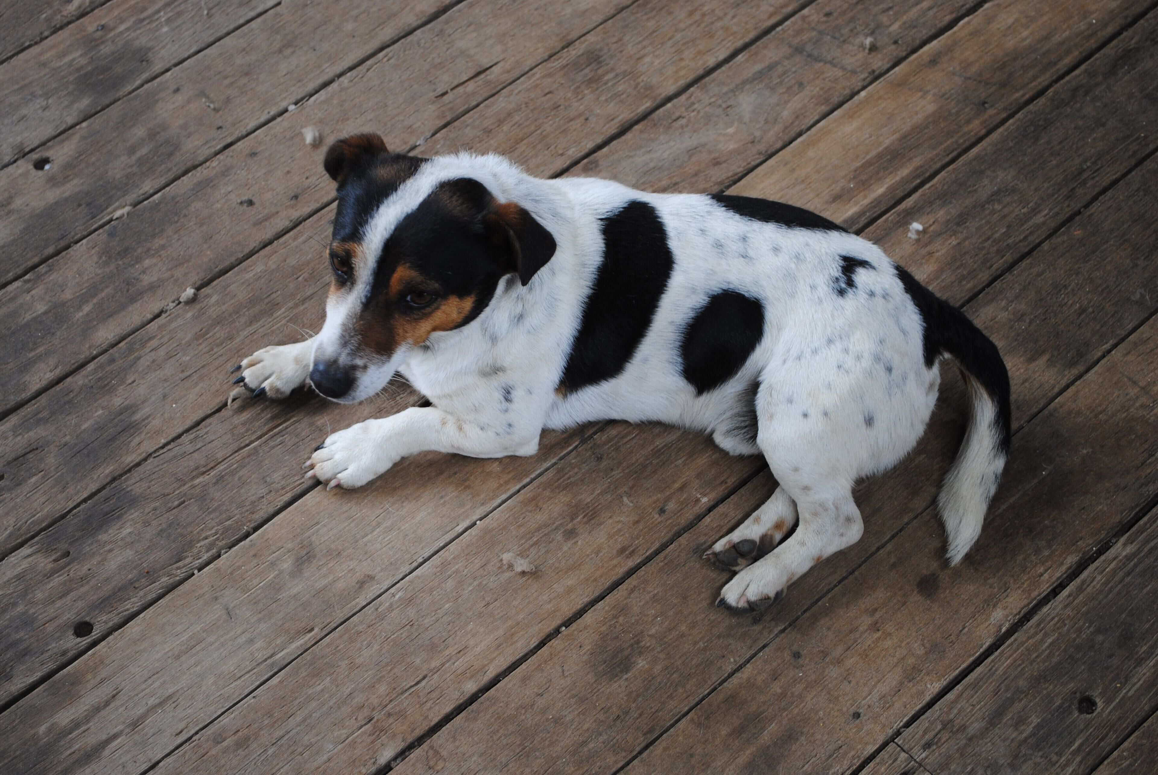 Fabulous Country Stay on New England Cattle & Sheep Property