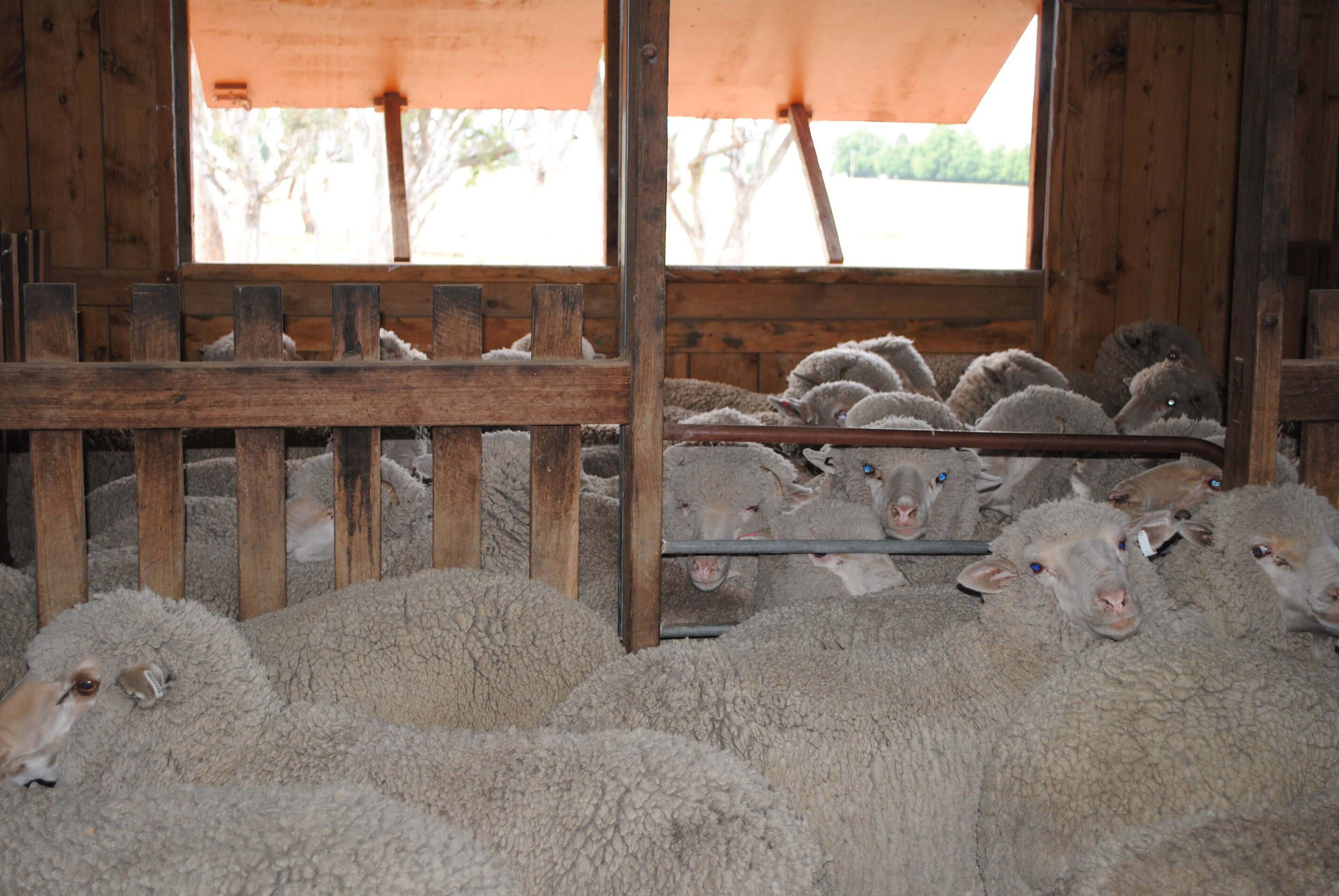 Fabulous Country Stay on New England Cattle & Sheep Property