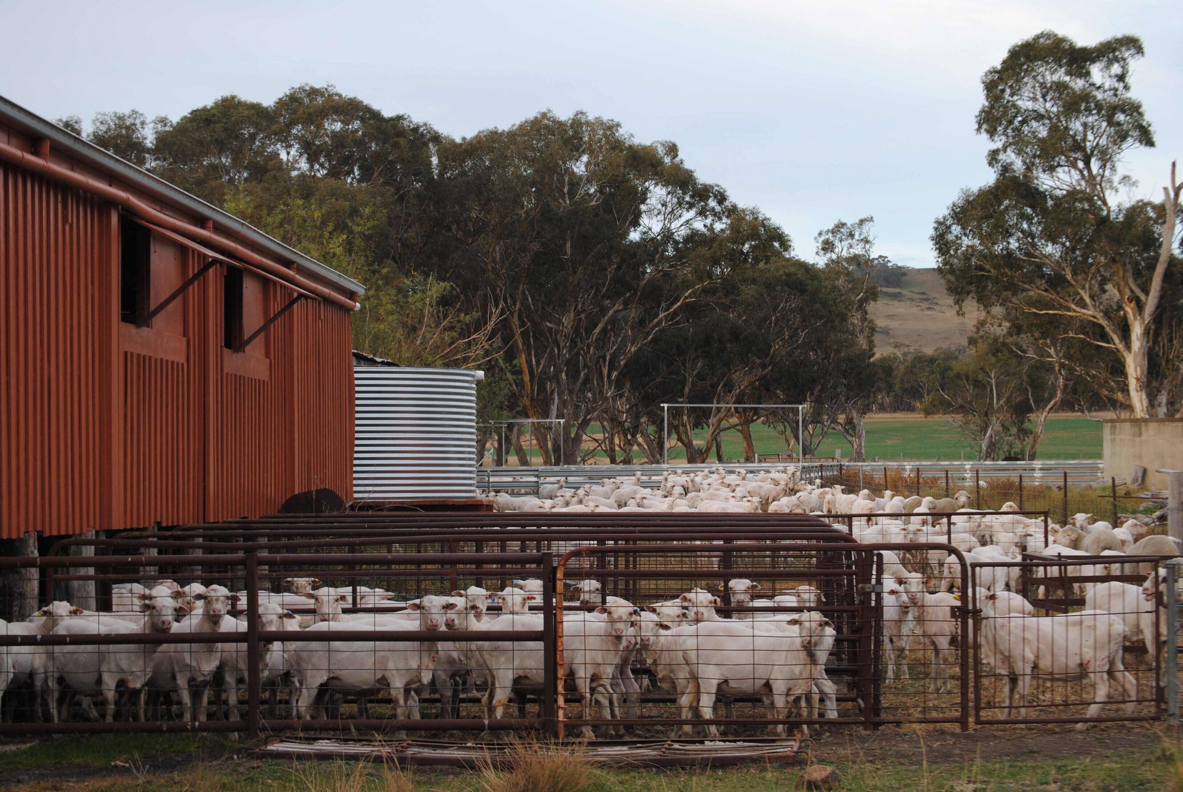Fabulous Country Stay on New England Cattle & Sheep Property