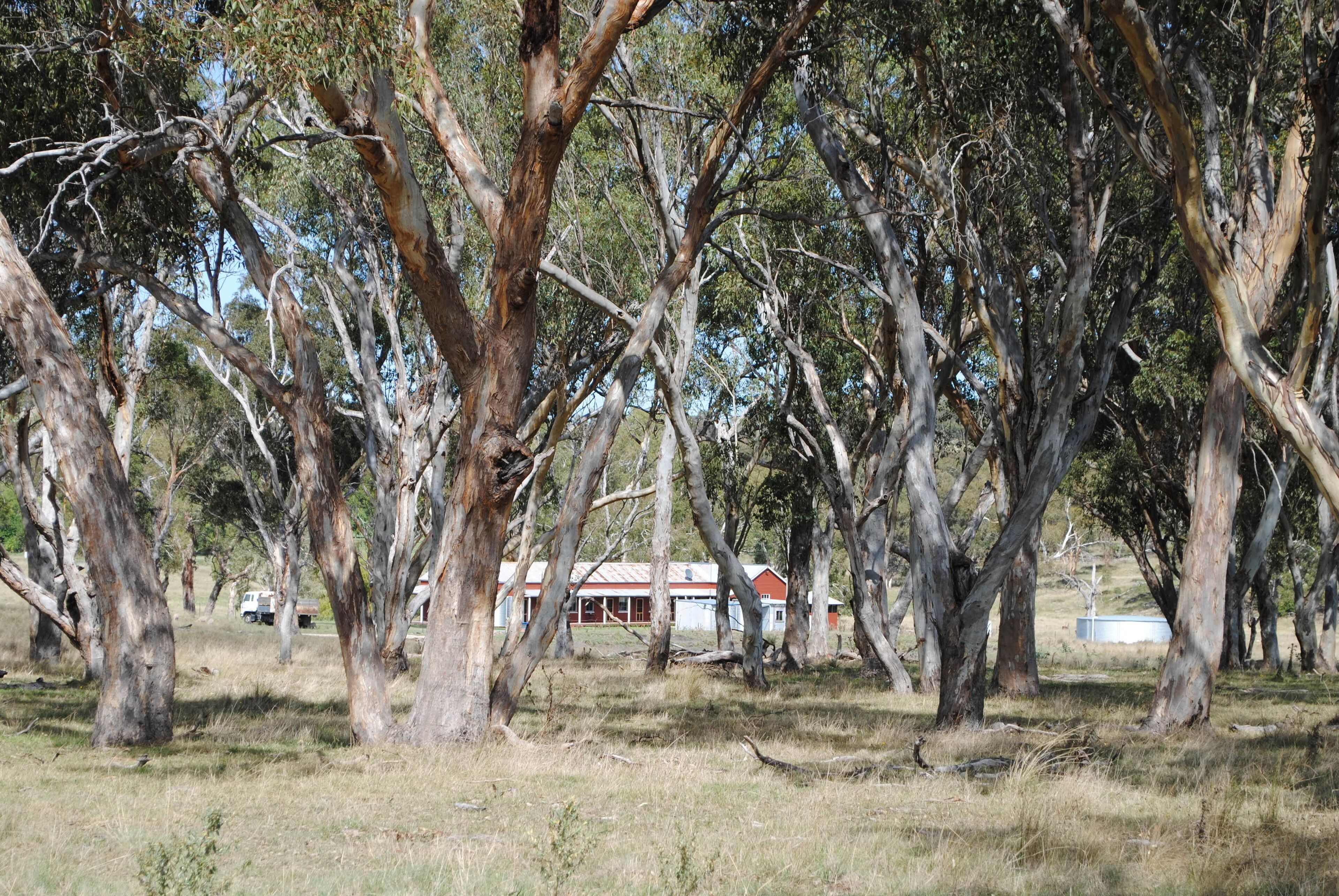 Fabulous Country Stay on New England Cattle & Sheep Property