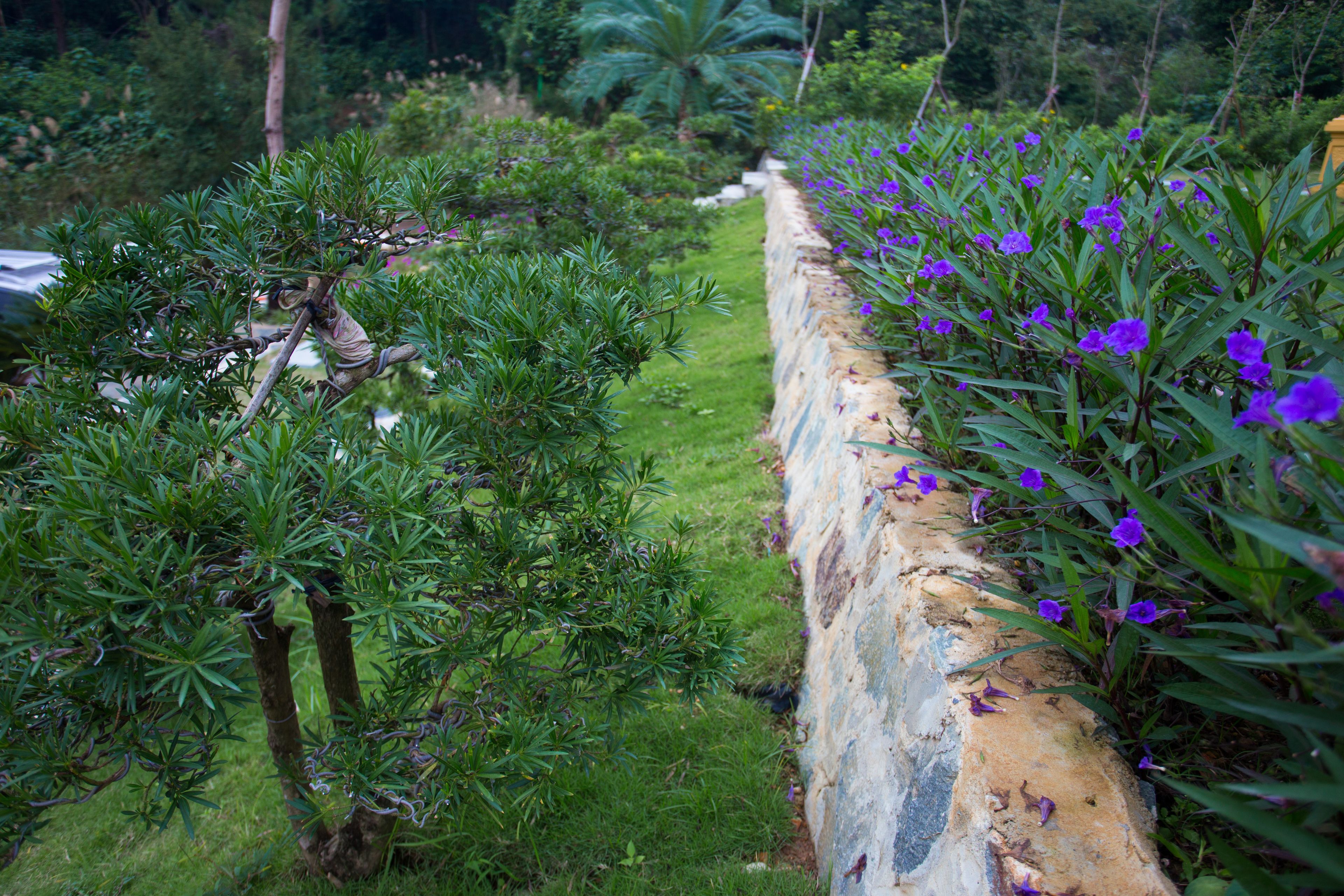 Royal Villas D14 Tam Dao in Tam Dao, Vietnam