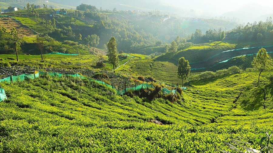 Logan Camp Ooty