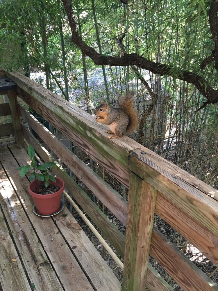  Garage treehouse apartment, walking distance to downtown, SoCo. 