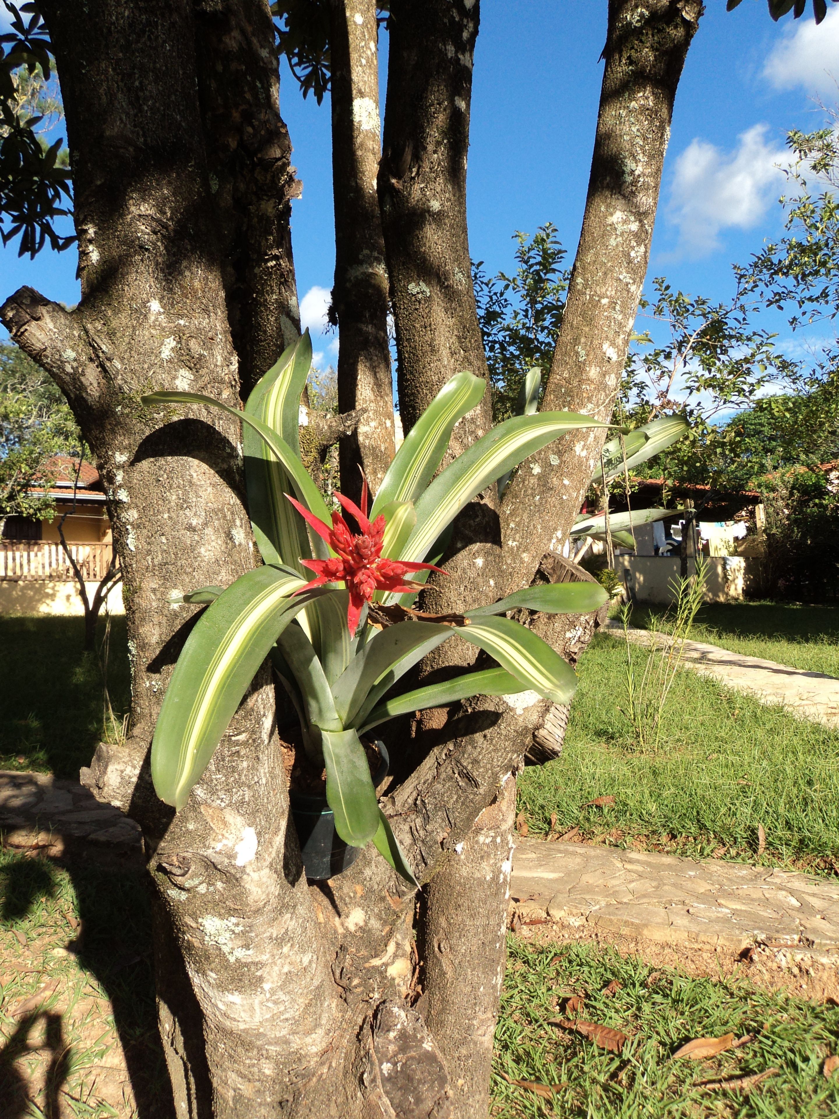 アチス ホテル コンセイサン ド マット デントロ 口コミ 宿泊料金 予約 エクスペディア