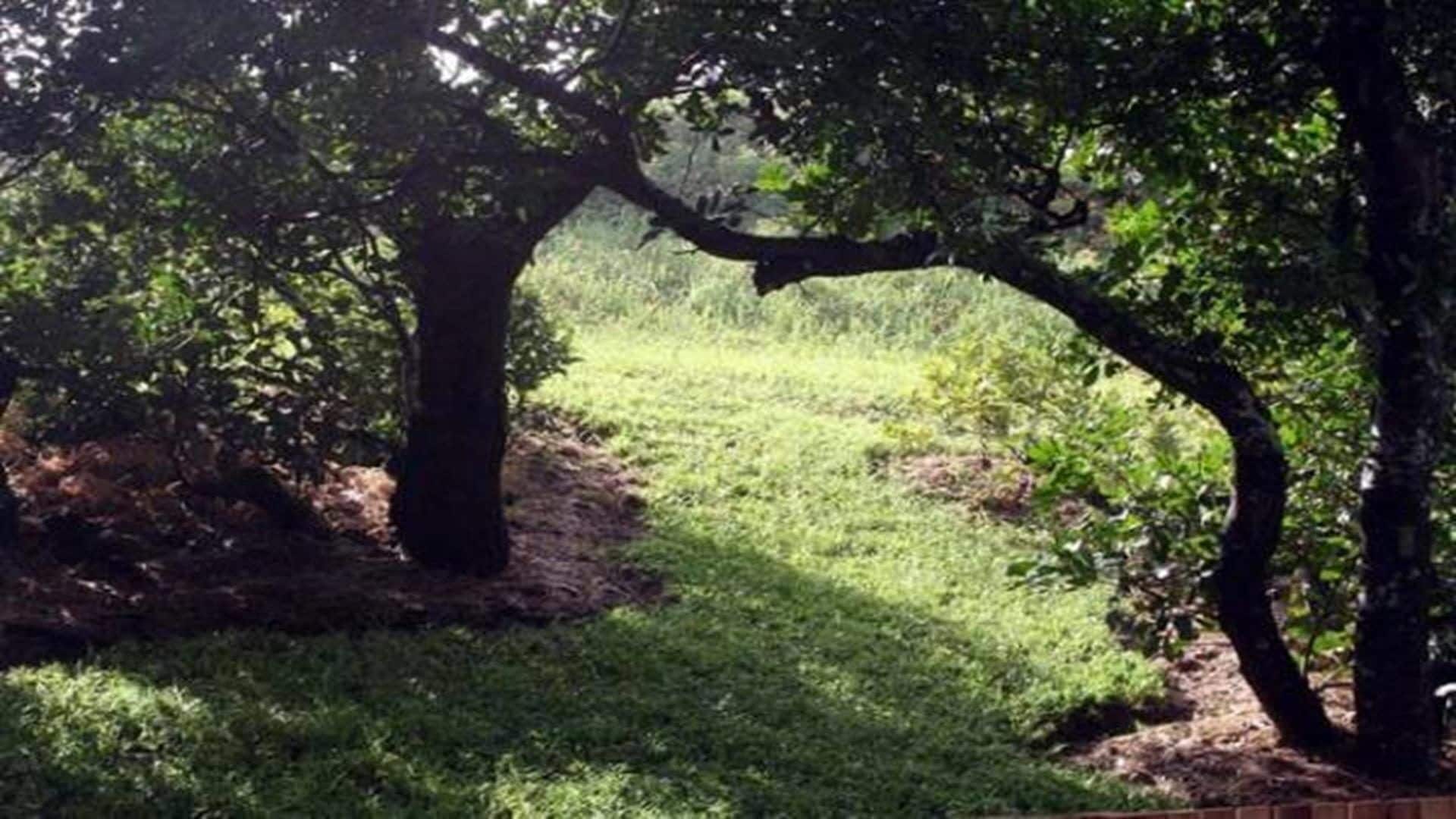 THE Purple Place - Wooli, NSW