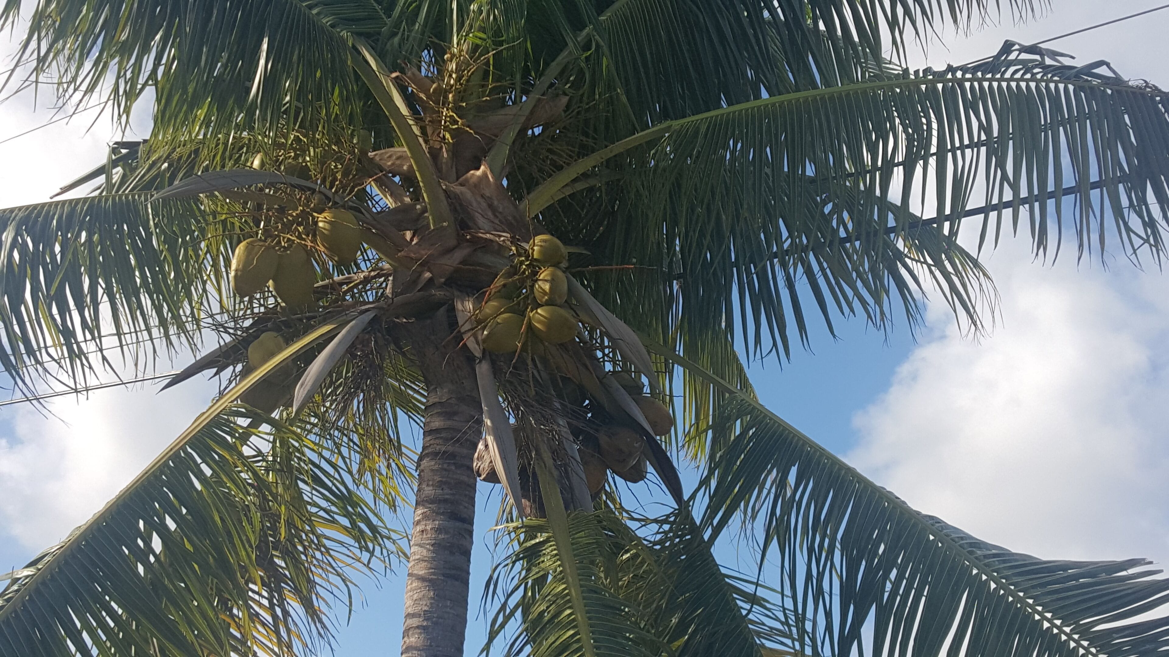 Sunforest cozy 1 bedroom unit rented with  or  without vehicle in Bottle Creek, Turks and Caicos Islands