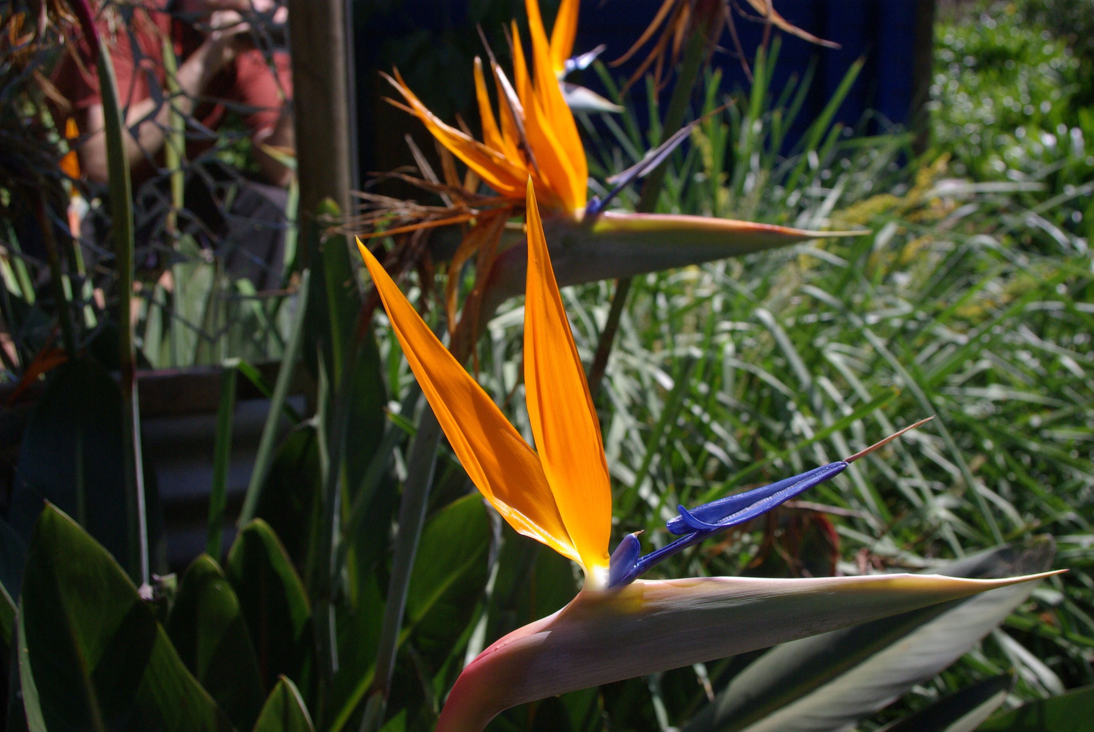 Heaven in the Hills...quiet bushland hideaway