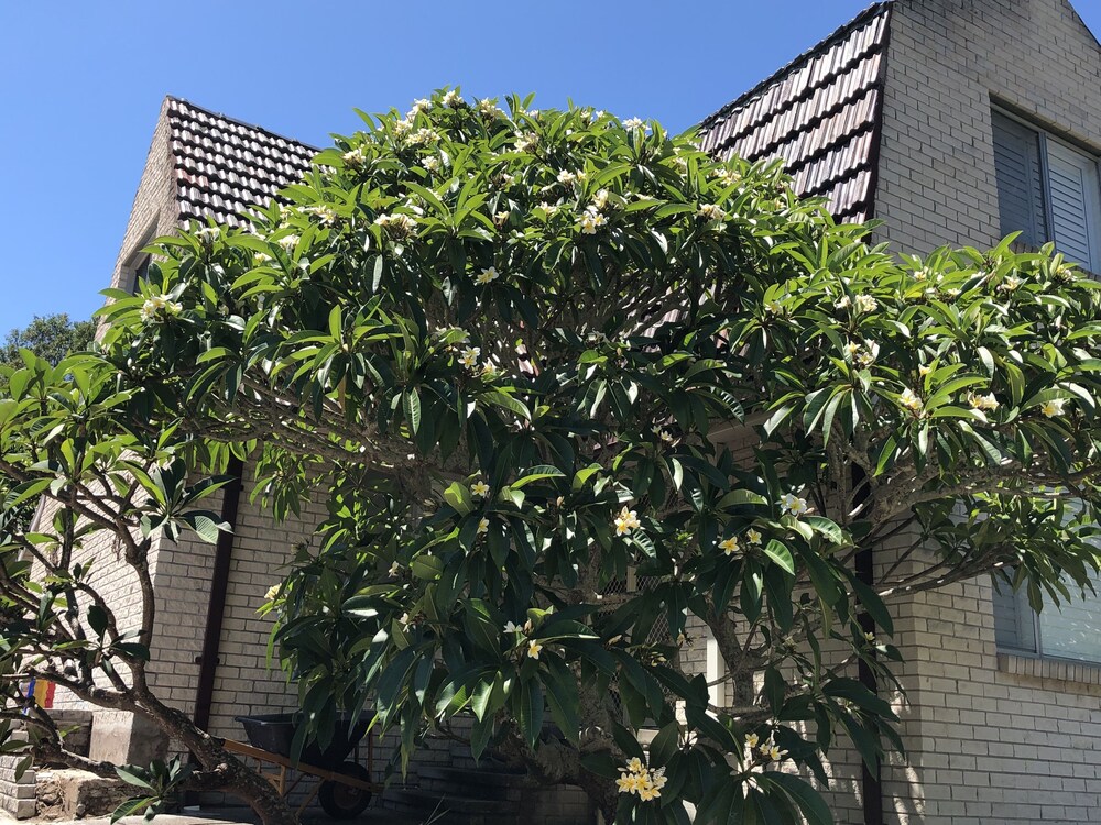Frangipani House