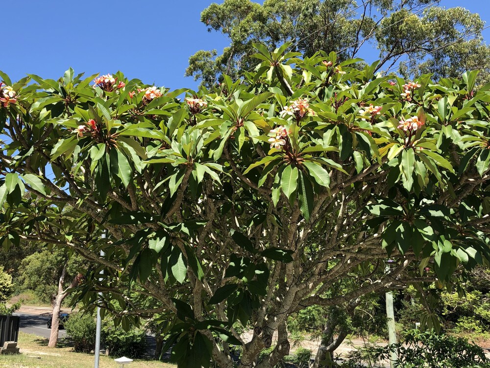 Frangipani House
