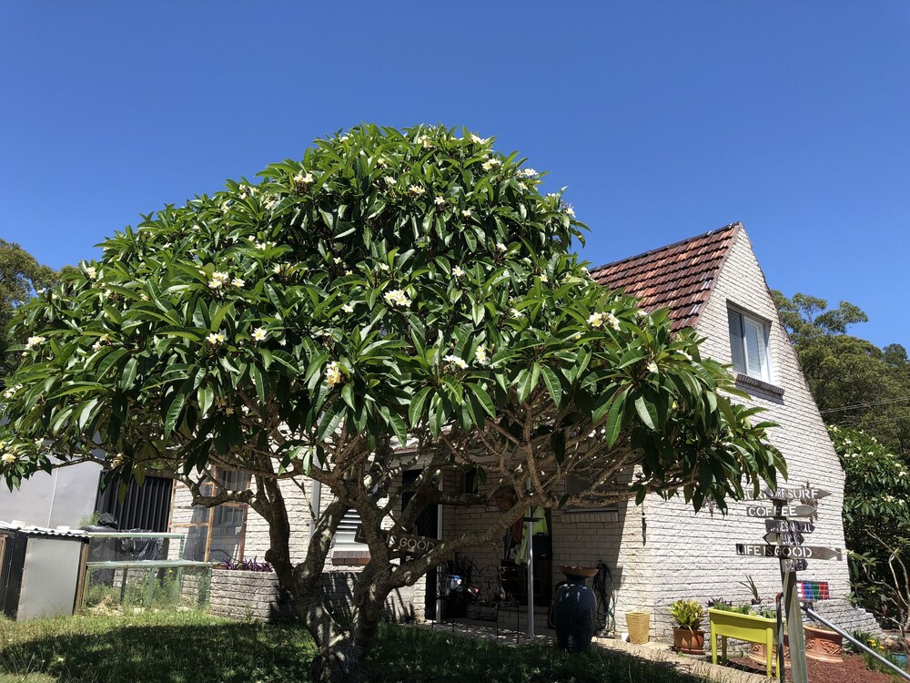 Frangipani House