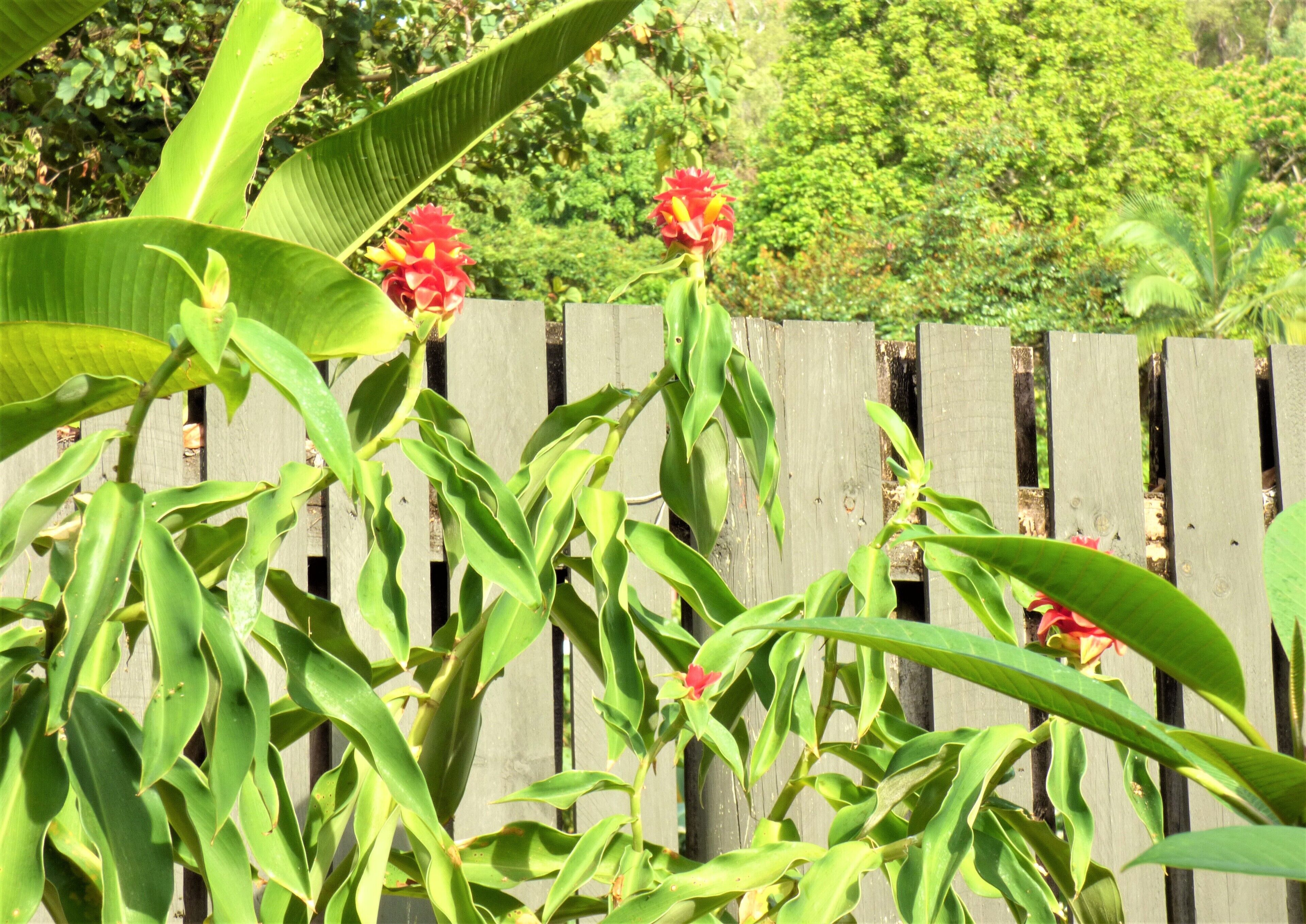 Cairns Rainforest Cottage Tropic Hideaway Pets OK 10mins to City, Free Wifi