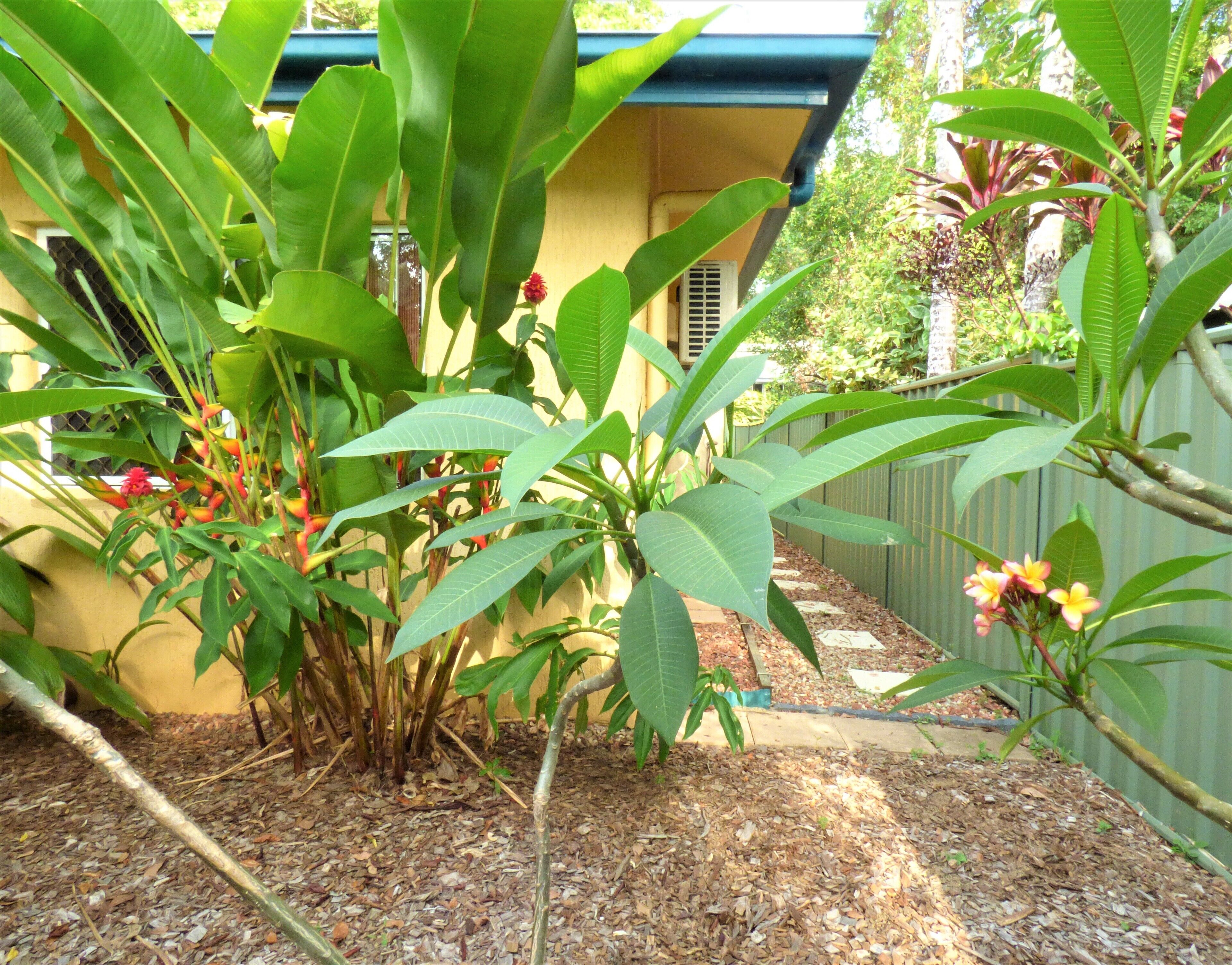 Cairns Rainforest Cottage Tropic Hideaway Pets OK 10mins to City, Free Wifi