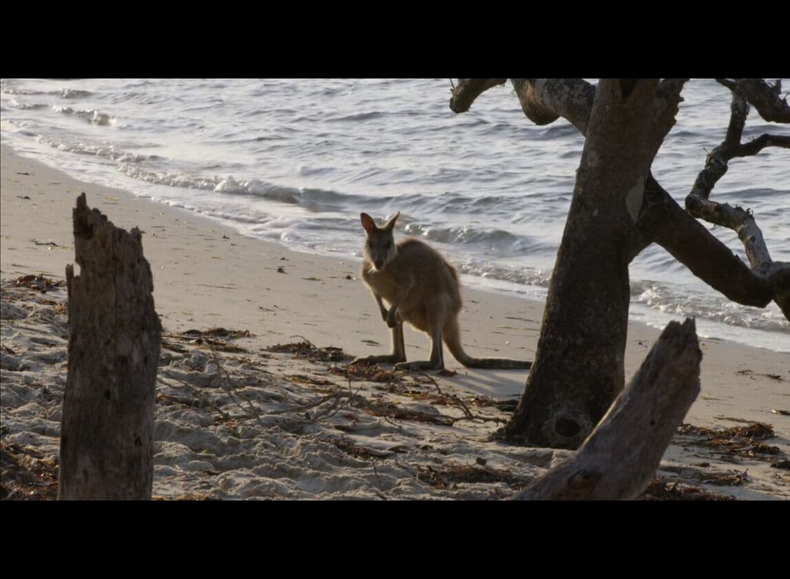 Couran Cove Island Resort Two Bedroom Lodge