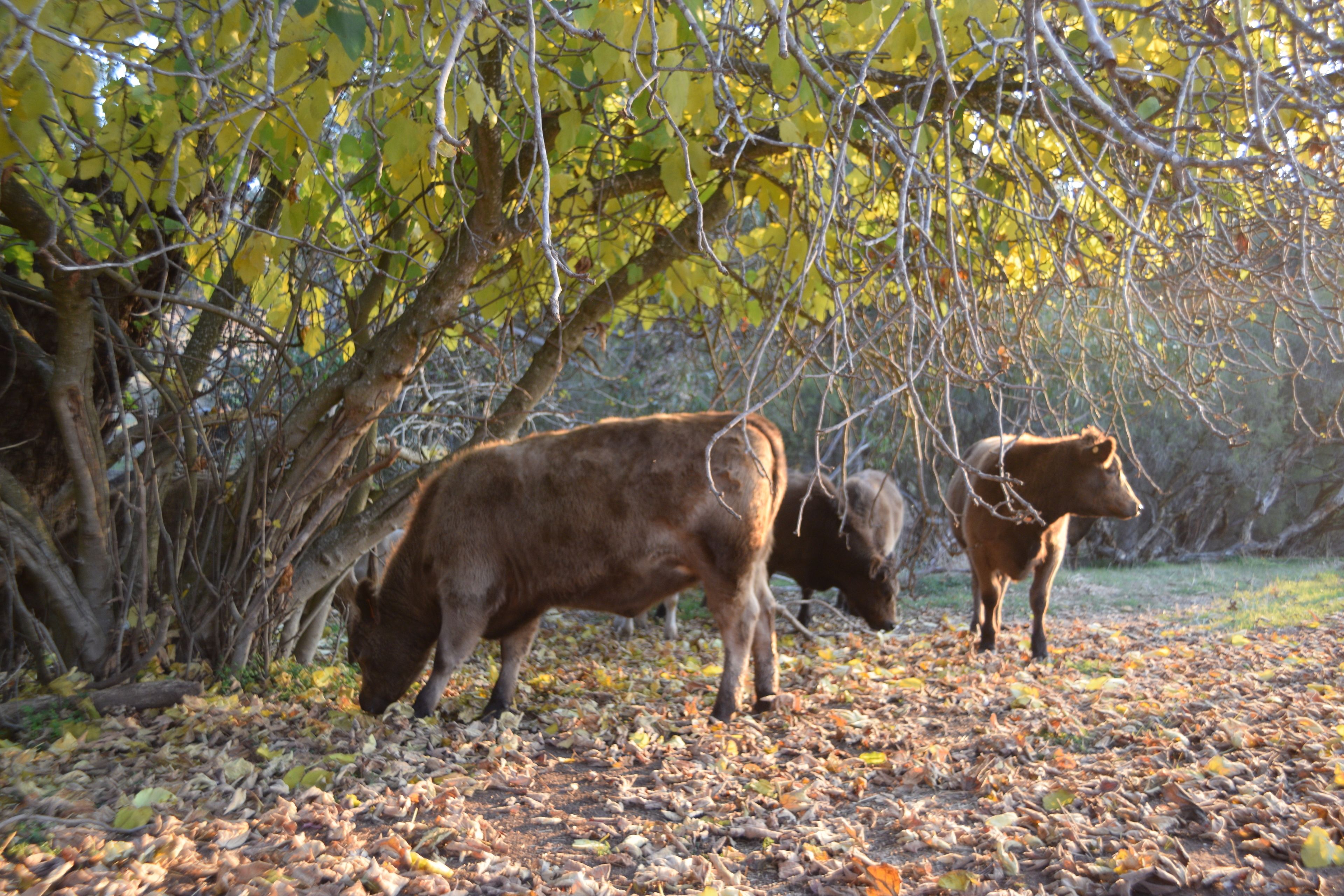 Brockman Park Estate