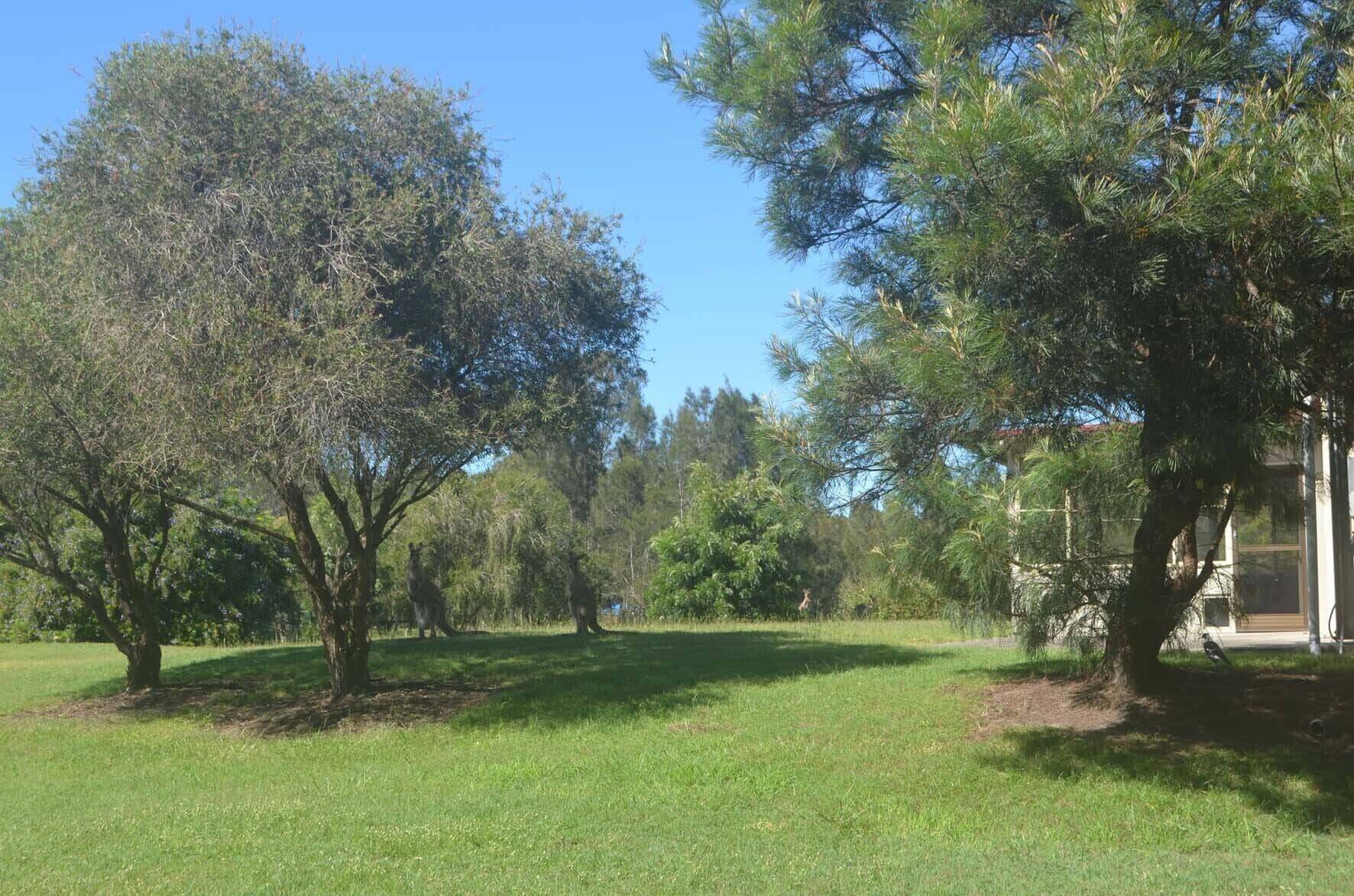 Near and Far Yamba - Farmstay - Family & Dog Friendly