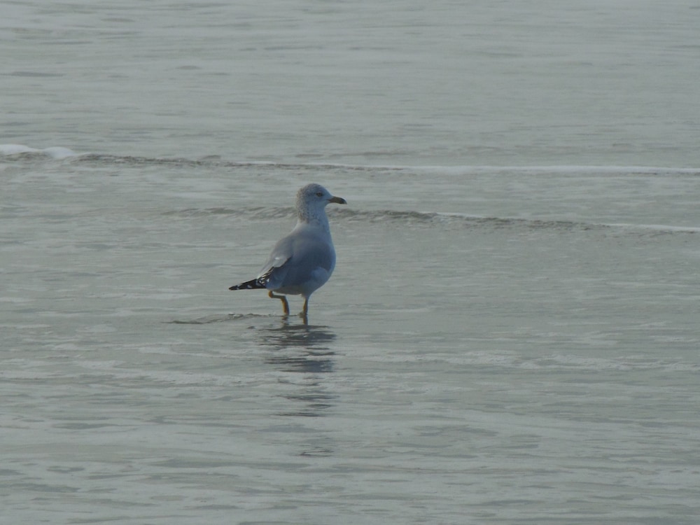 Ocean View,  1st  Floor-Easy Access to Beach & Pool-Great Rates 