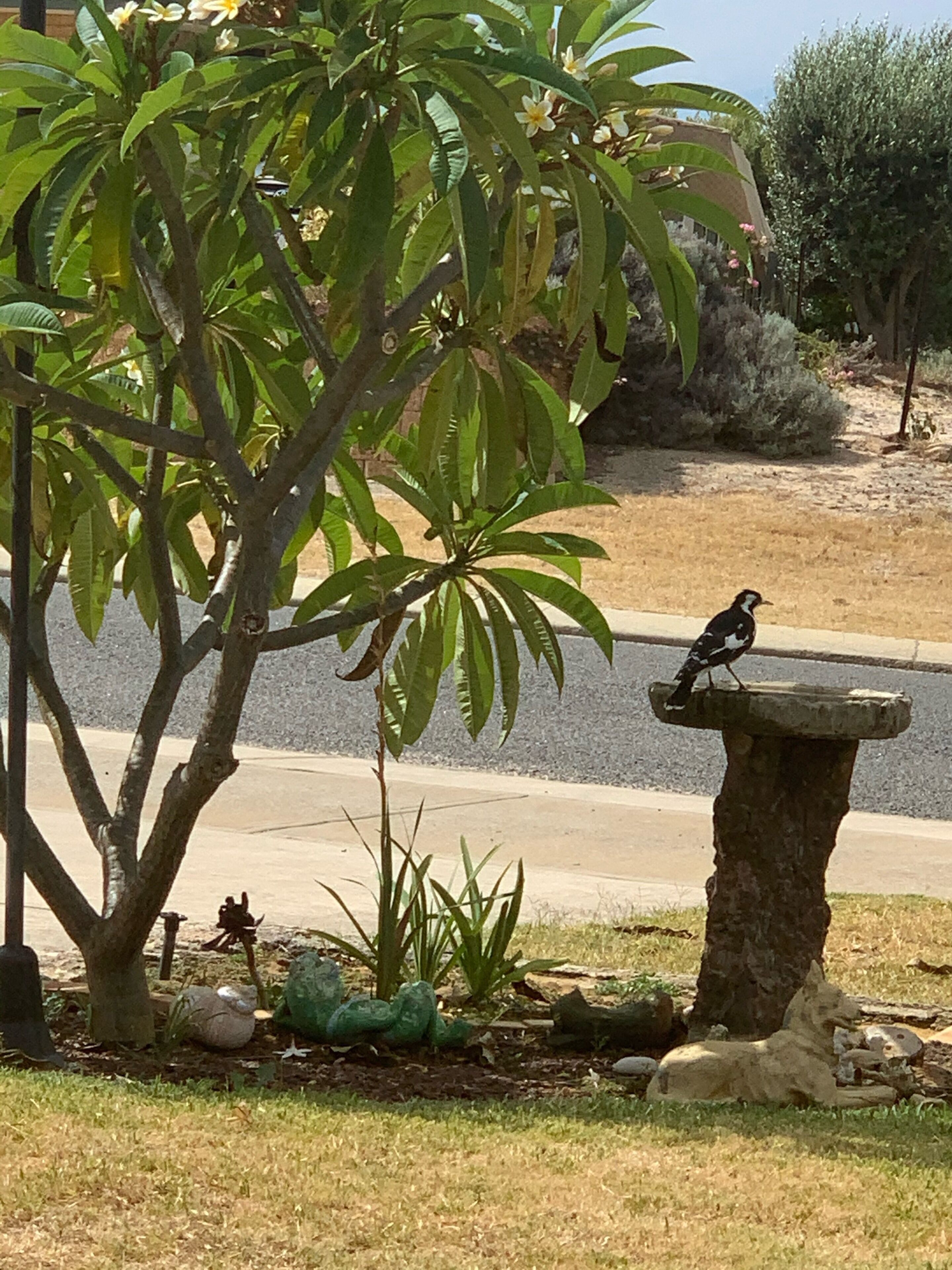 Sharpies Shack ? Greenhead ?