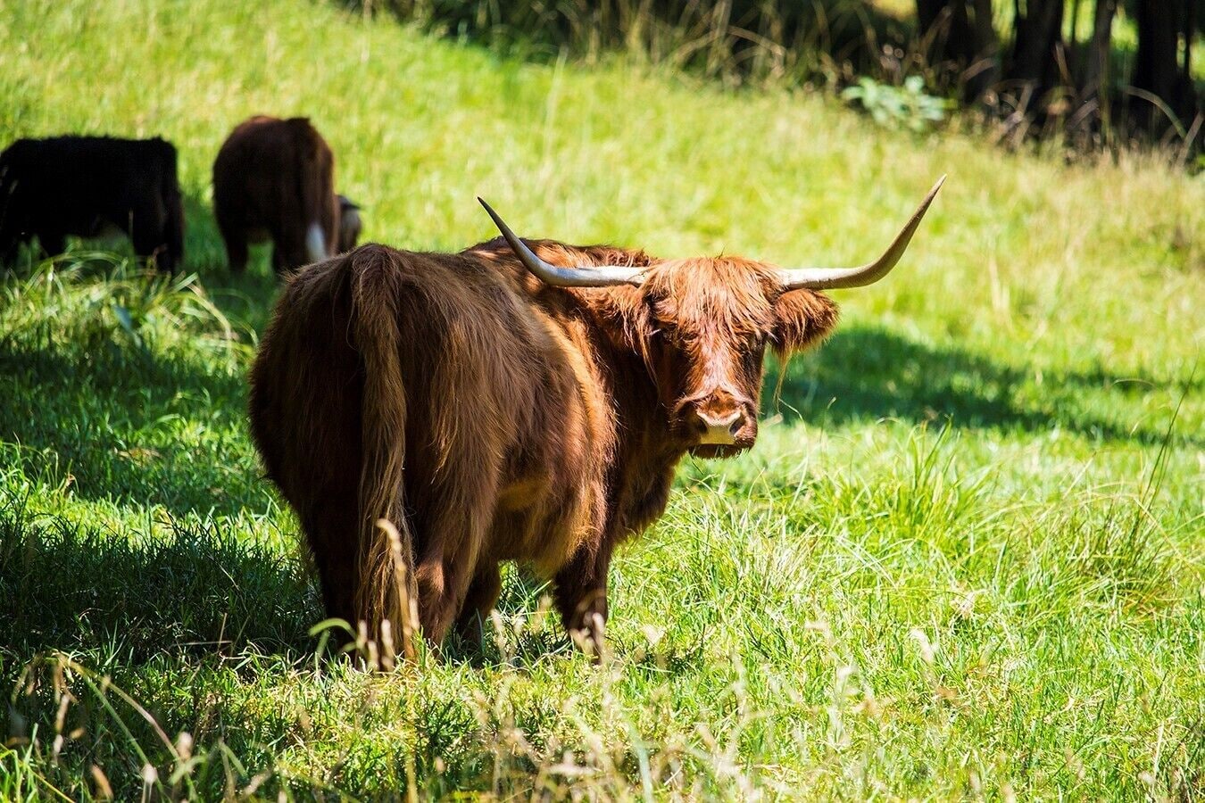 Mt Christopherson Ground Floor Family Retreat