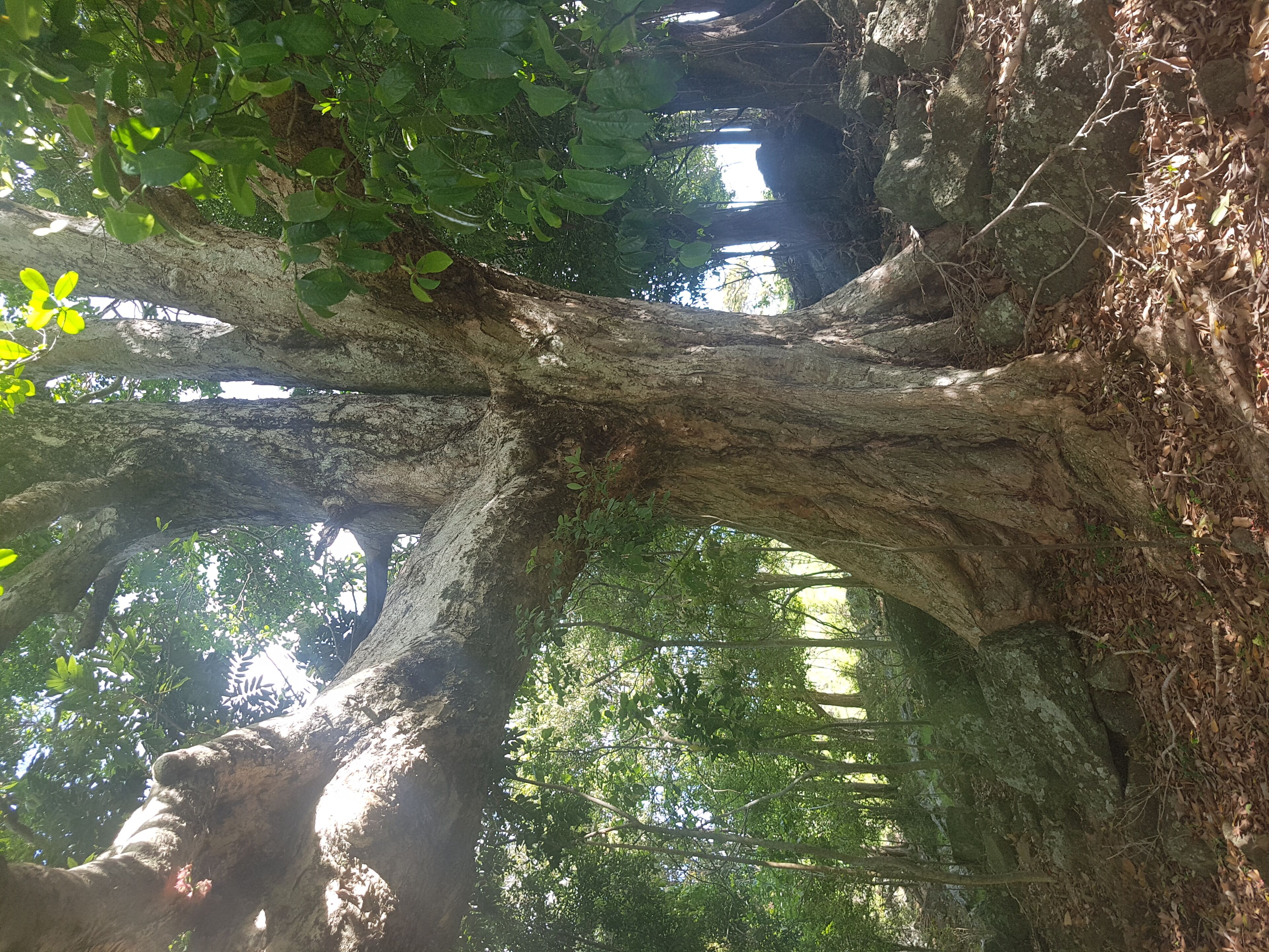 Byron Bay Hinterland-Teak Tree Farm