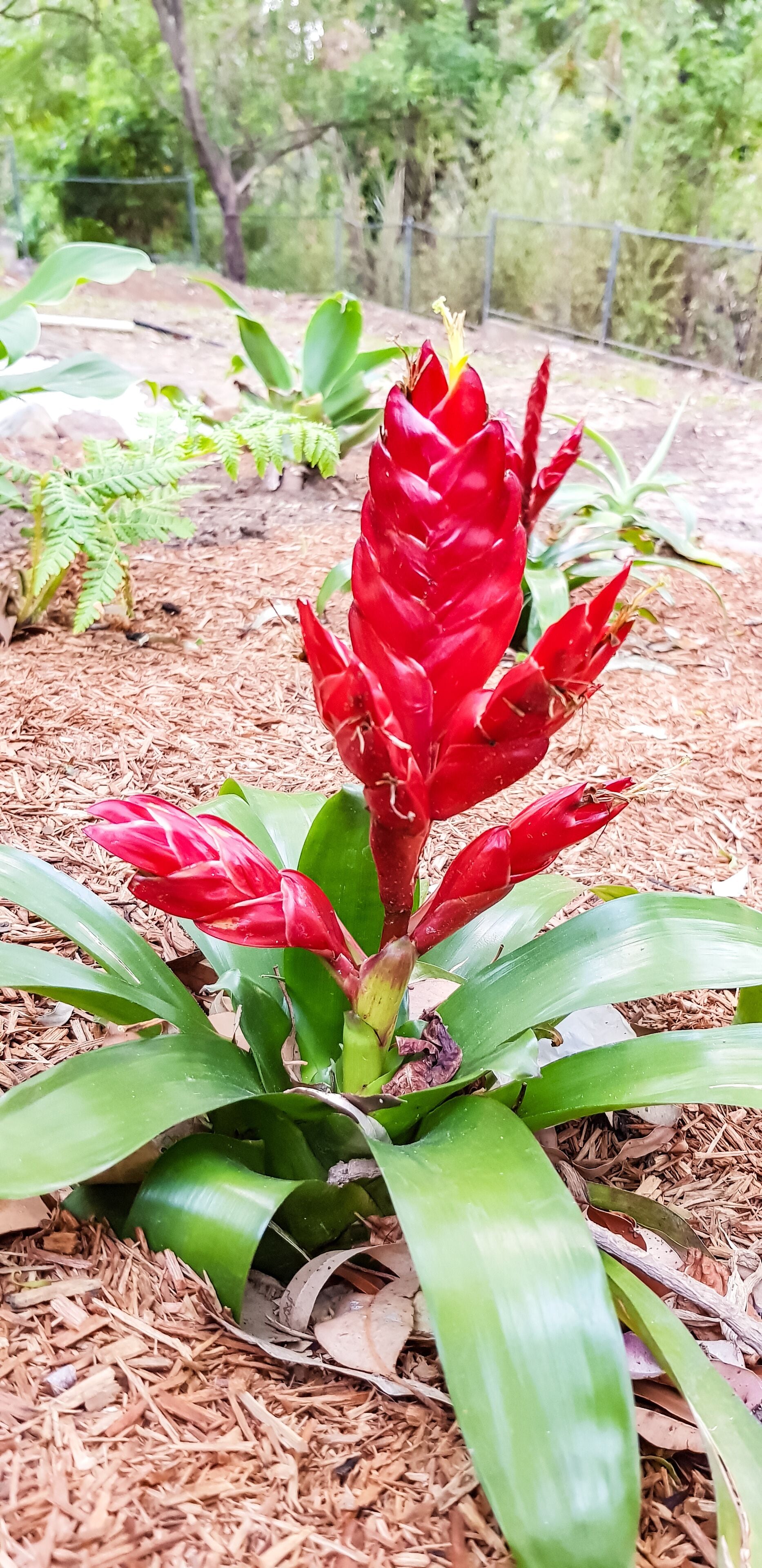 Koco Palms Guest Suite- Korora, Coffs Harbour- 5 Mins Walk to the Korora Beach