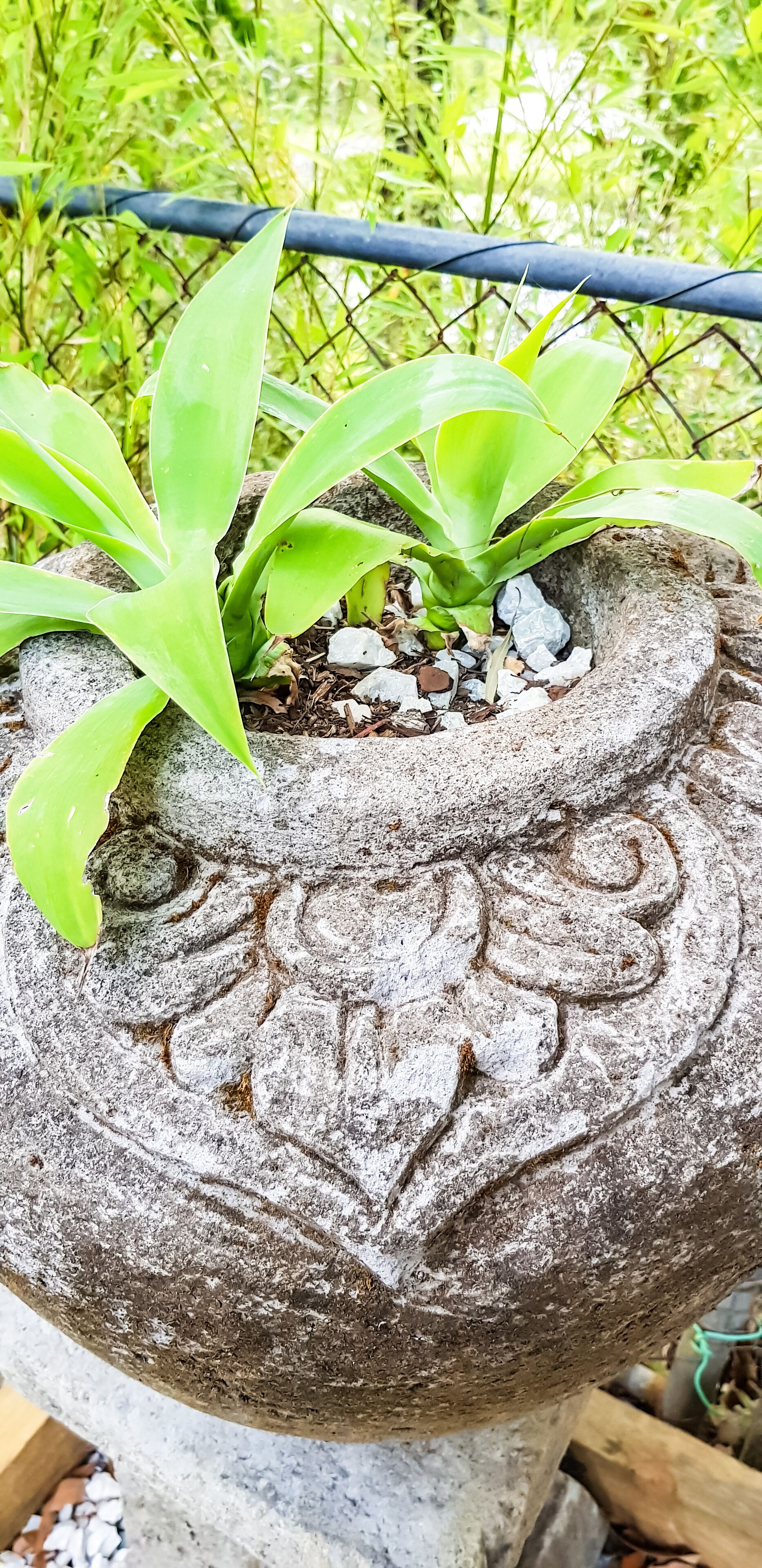 Koco Palms Guest Suite- Korora, Coffs Harbour- 5 Mins Walk to the Korora Beach