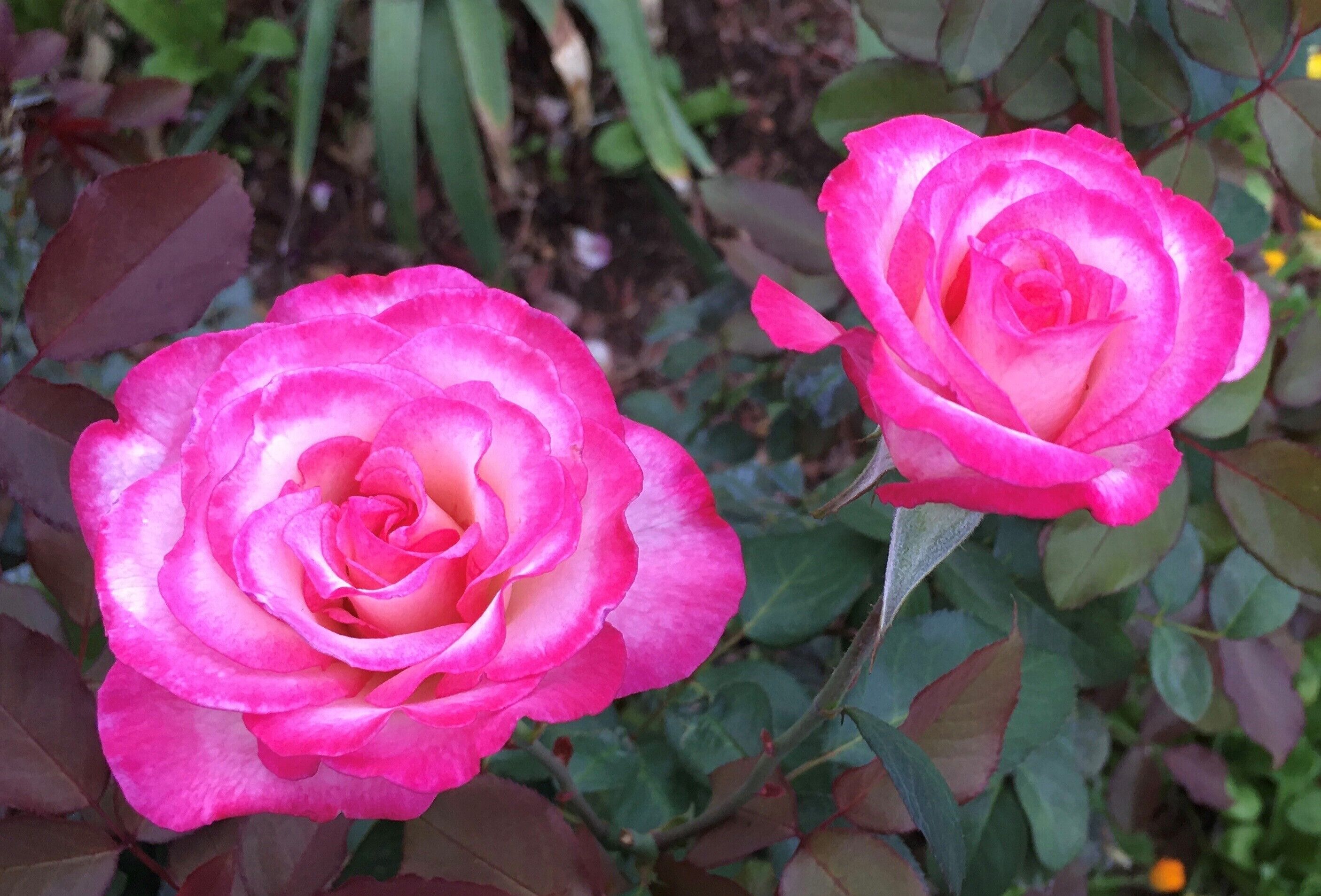 Quirindi Sunflower Motor Inn