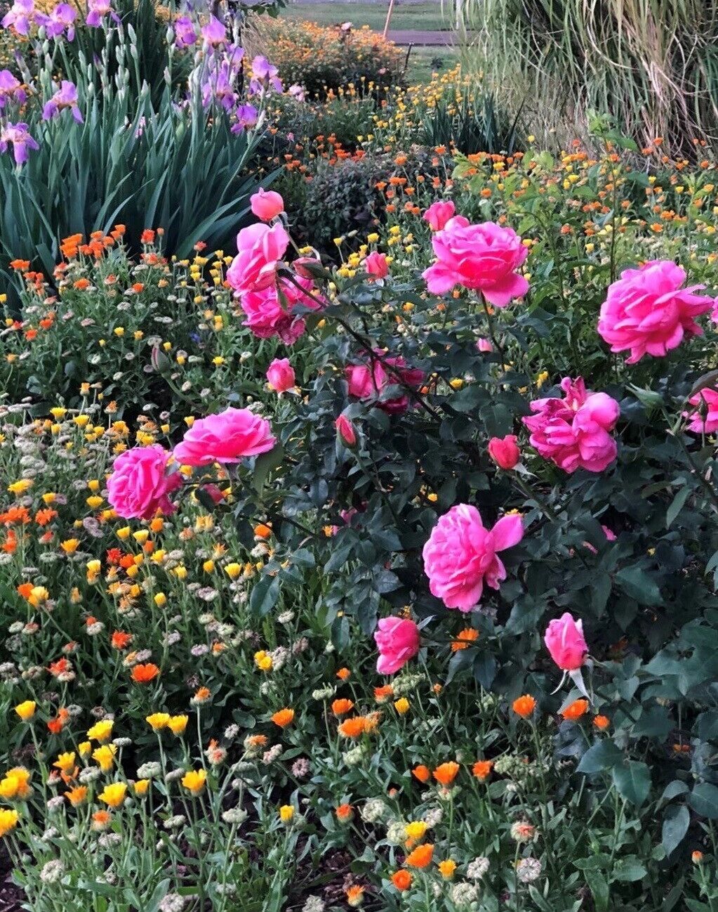 Quirindi Sunflower Motor Inn