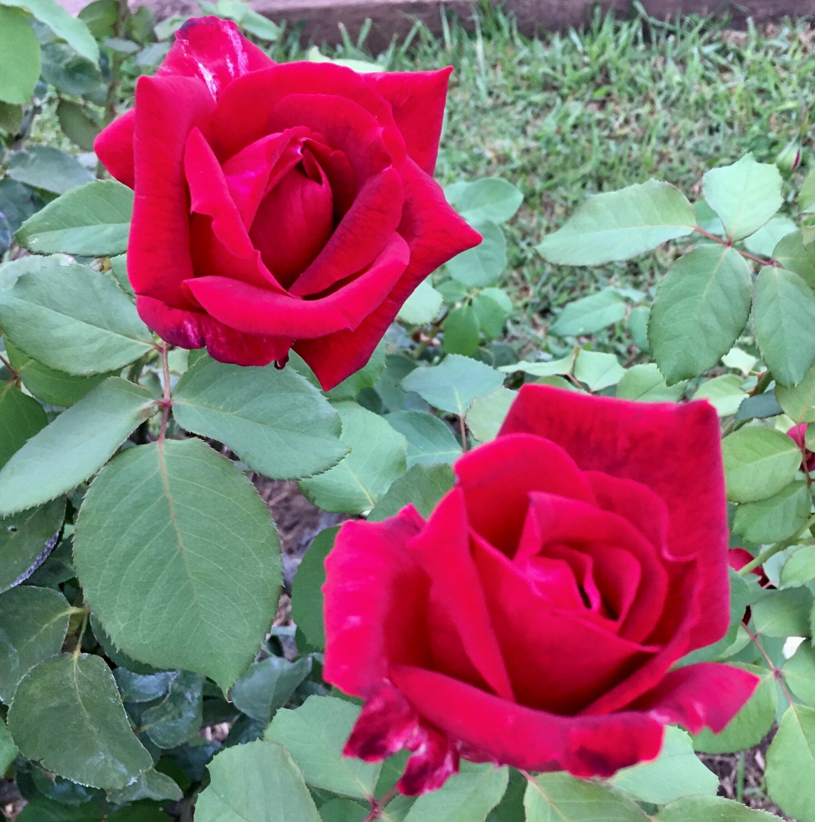 Quirindi Sunflower Motor Inn