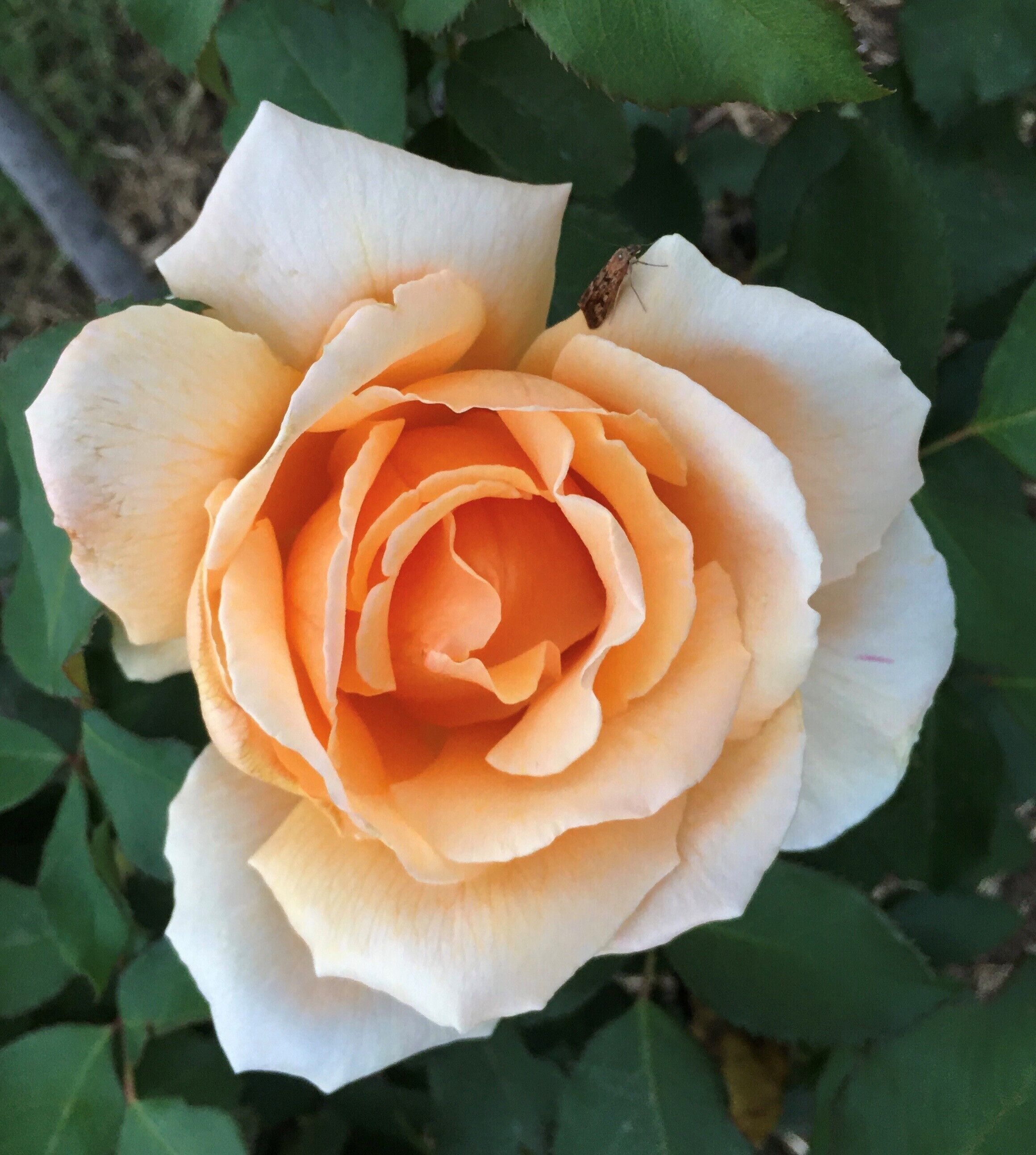 Quirindi Sunflower Motor Inn