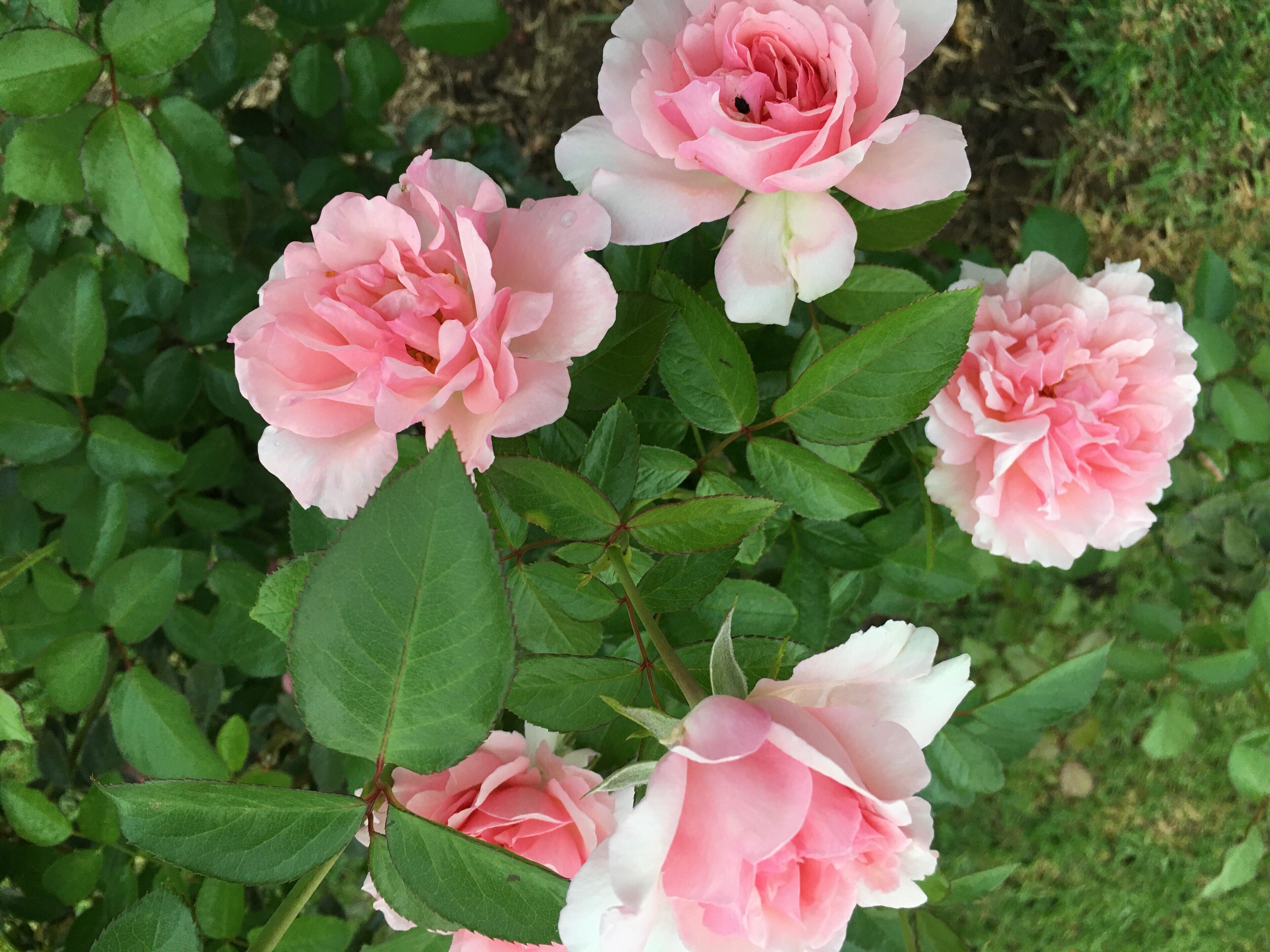 Quirindi Sunflower Motor Inn