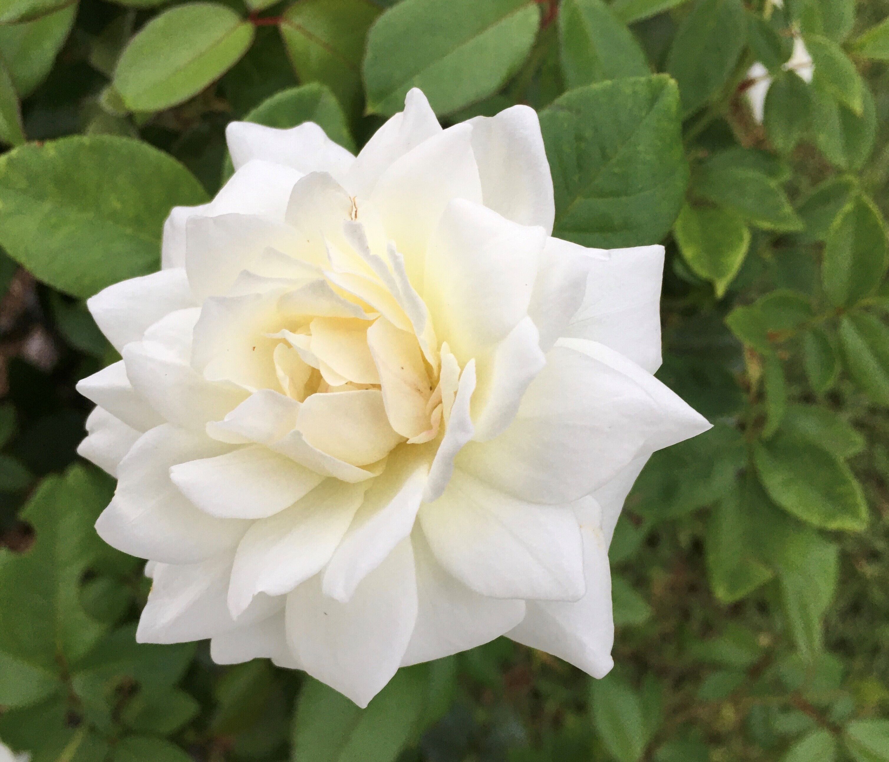 Quirindi Sunflower Motor Inn