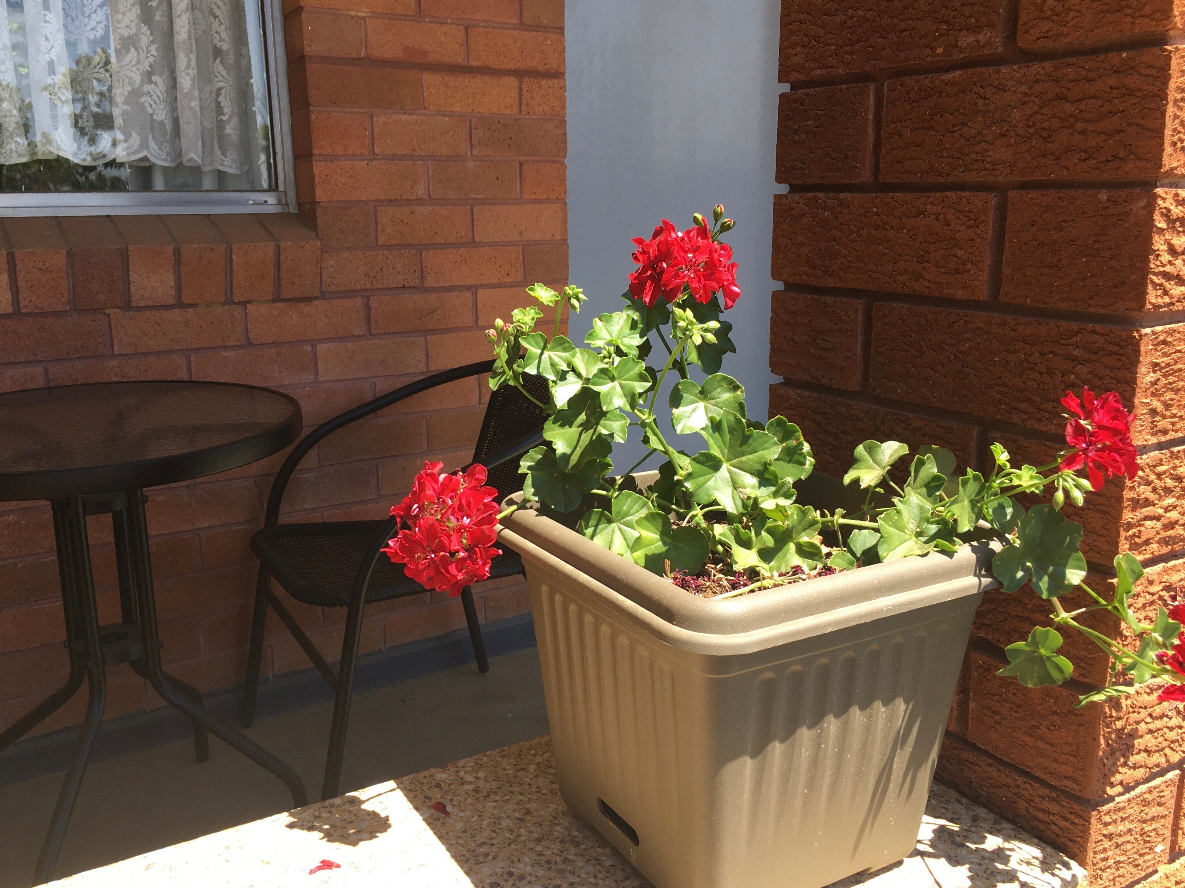 Quirindi Sunflower Motor Inn