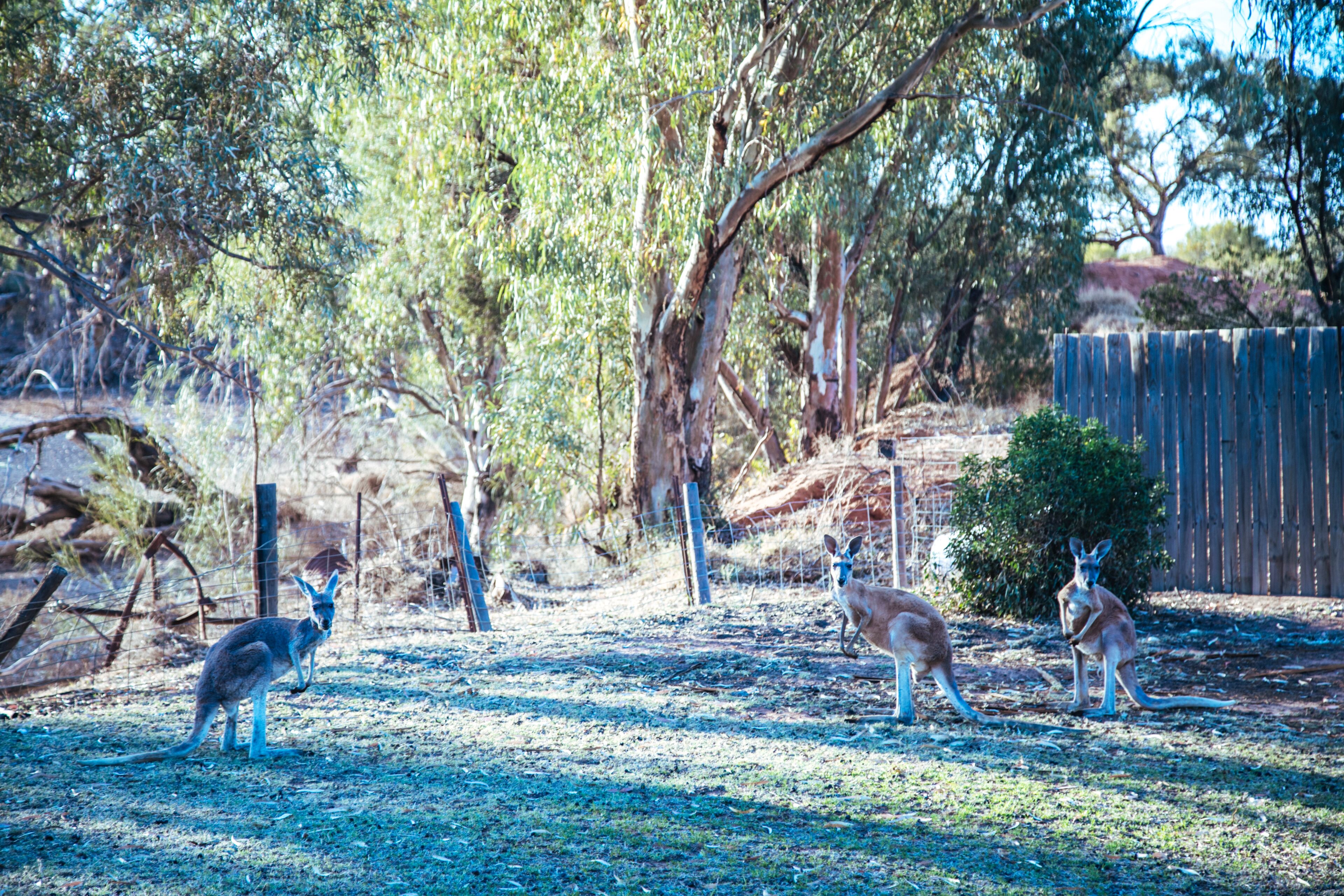 Warrawong on the Darling