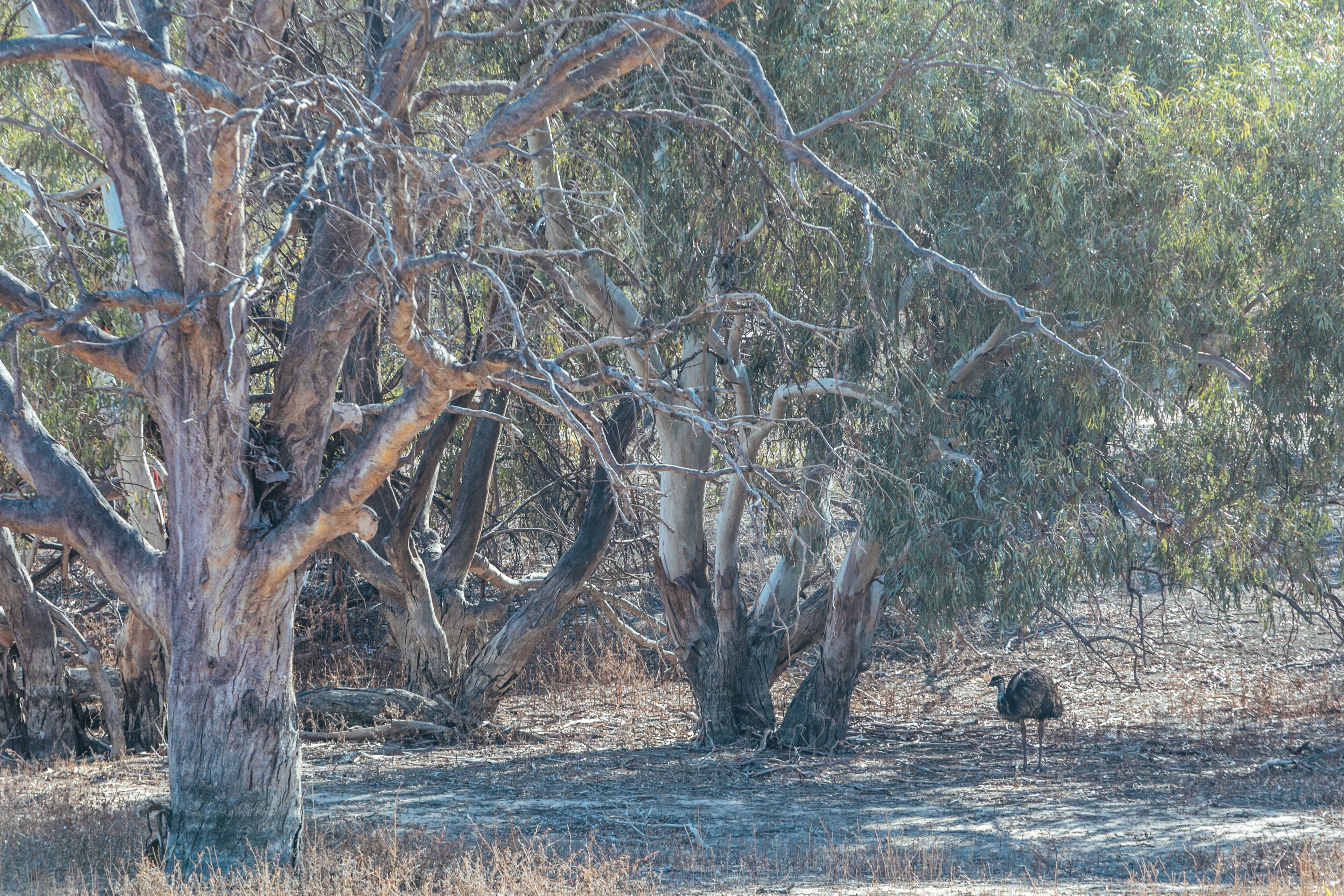 Warrawong on the Darling