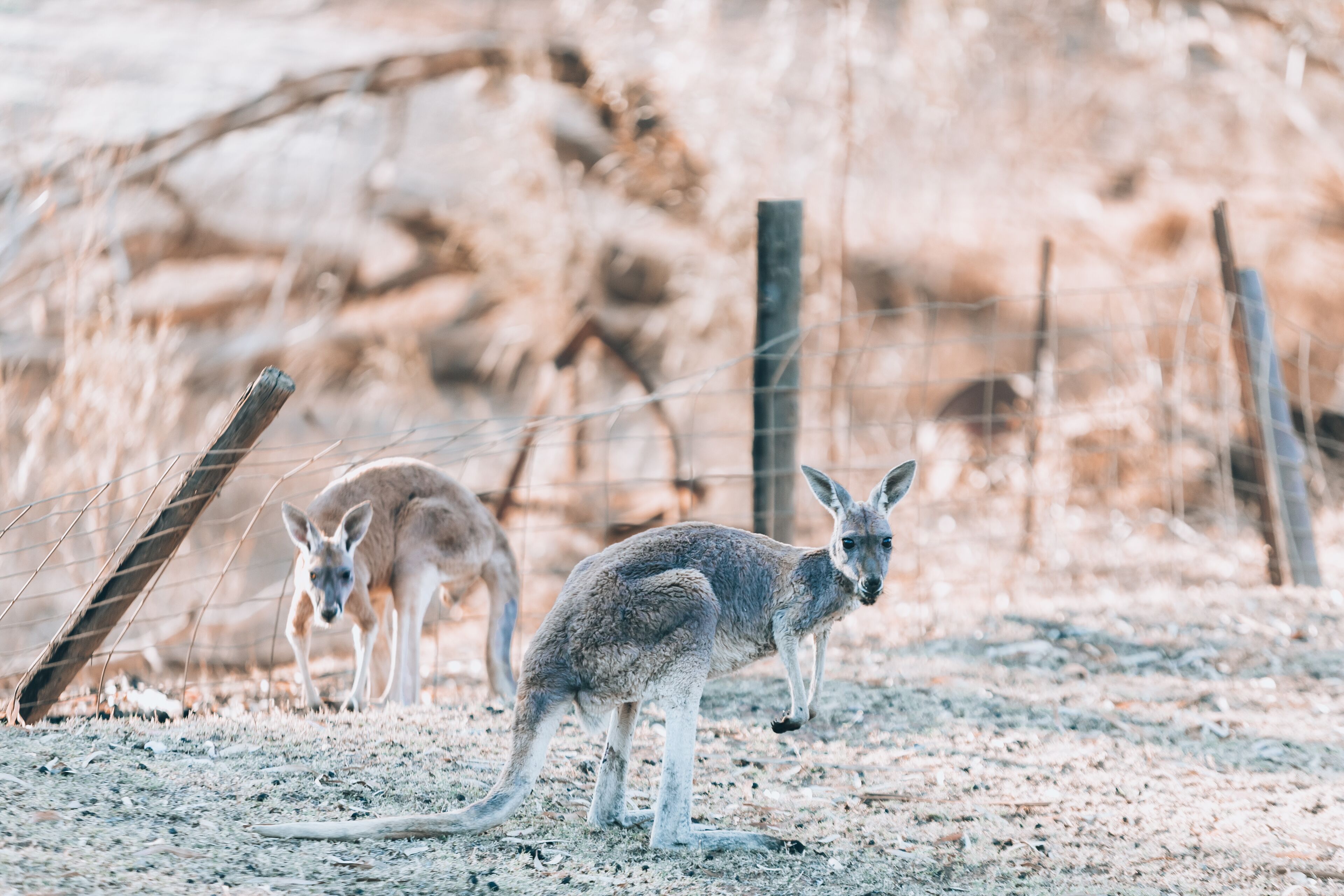 Warrawong on the Darling