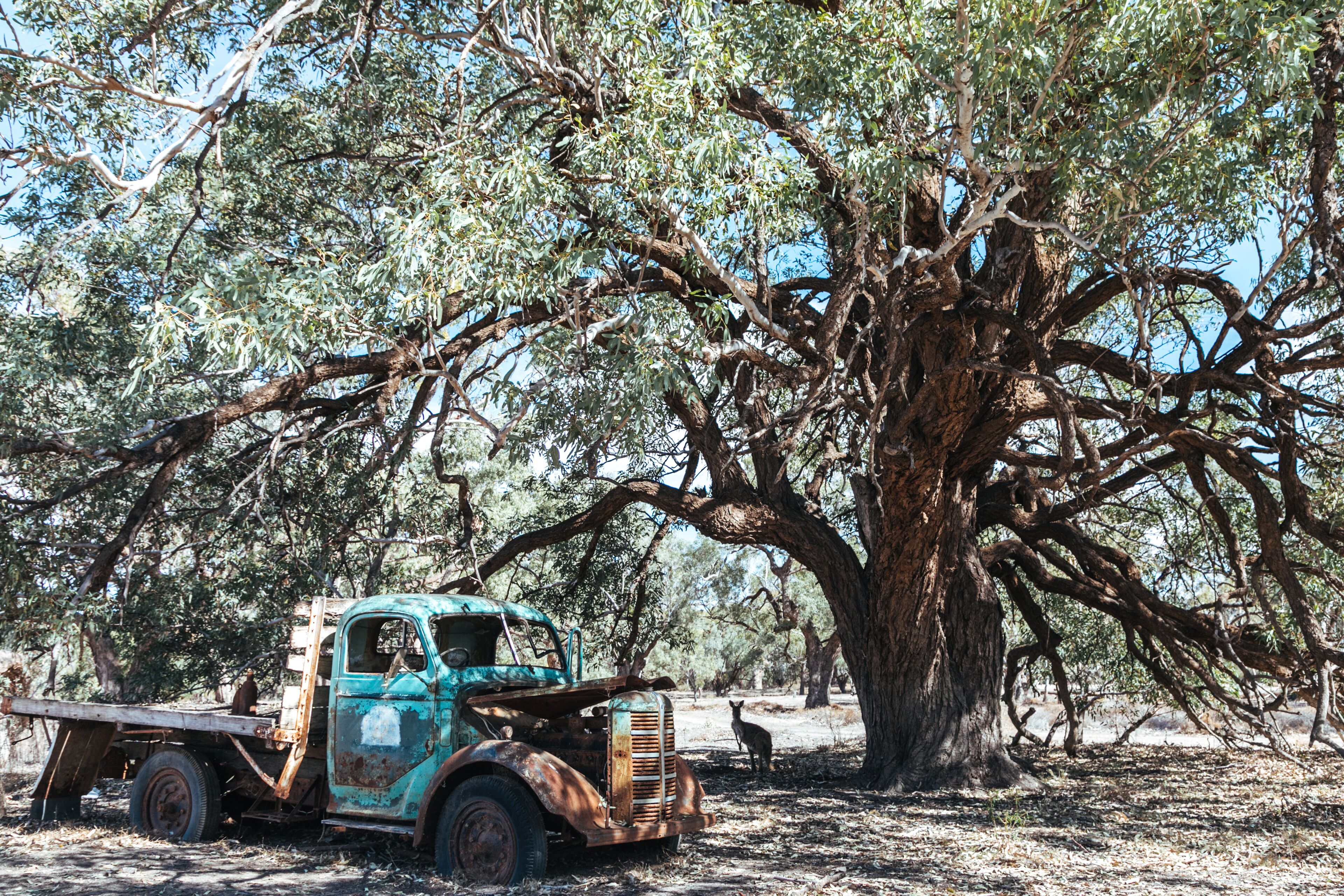 Warrawong on the Darling