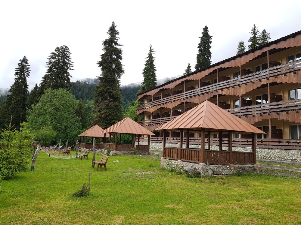 Шови грузия Шови грузия