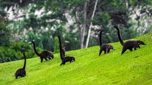 Área de parrillas o pícnic