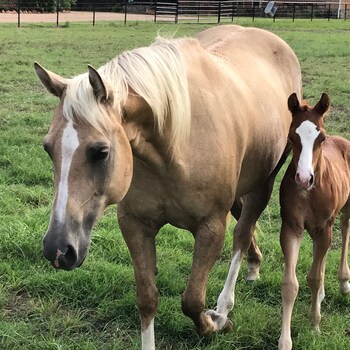 Elk Antler Rockin Star Ranch Brenham Room Prices Reviews Travelocity