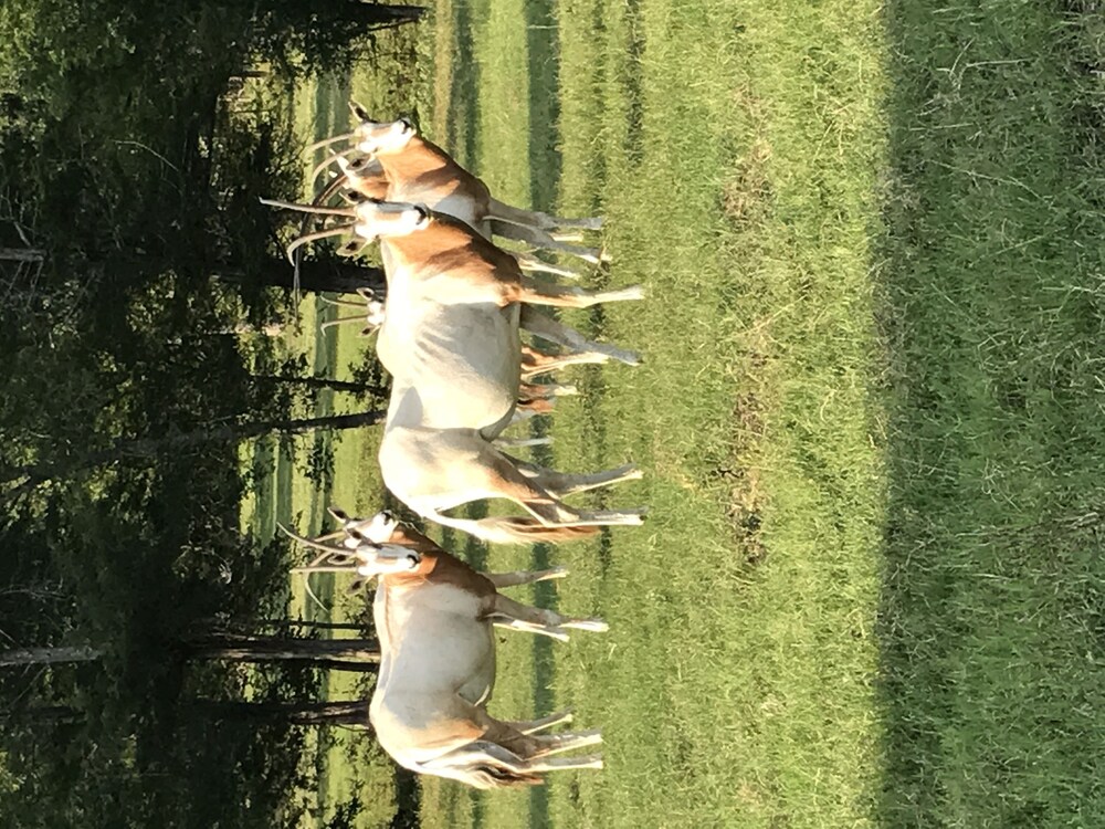 Elk Antler Rockin Star Ranch In Brenham Hotel Rates Reviews On Orbitz Elk Antler Rockin Star Ranch In Brenham Hotel Rates Reviews On Orbitz