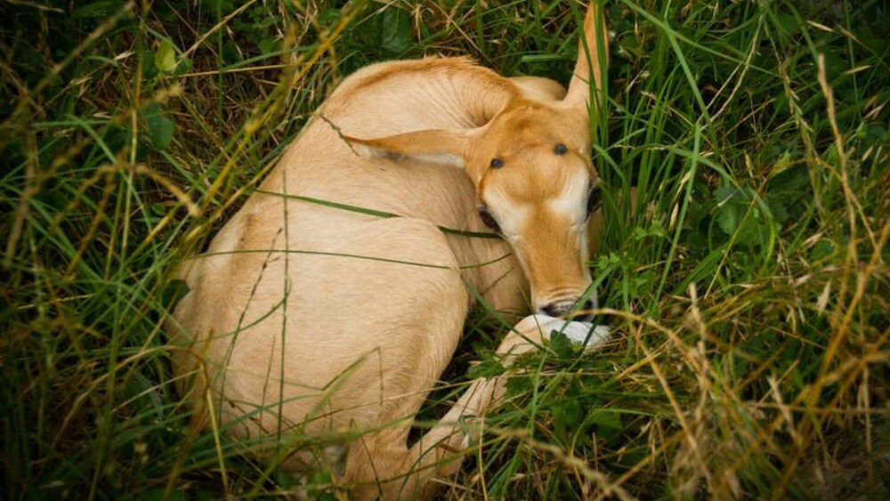 Oryx Horn Rockin Star Ranch In Brenham Hotel Rates Reviews On Orbitz
