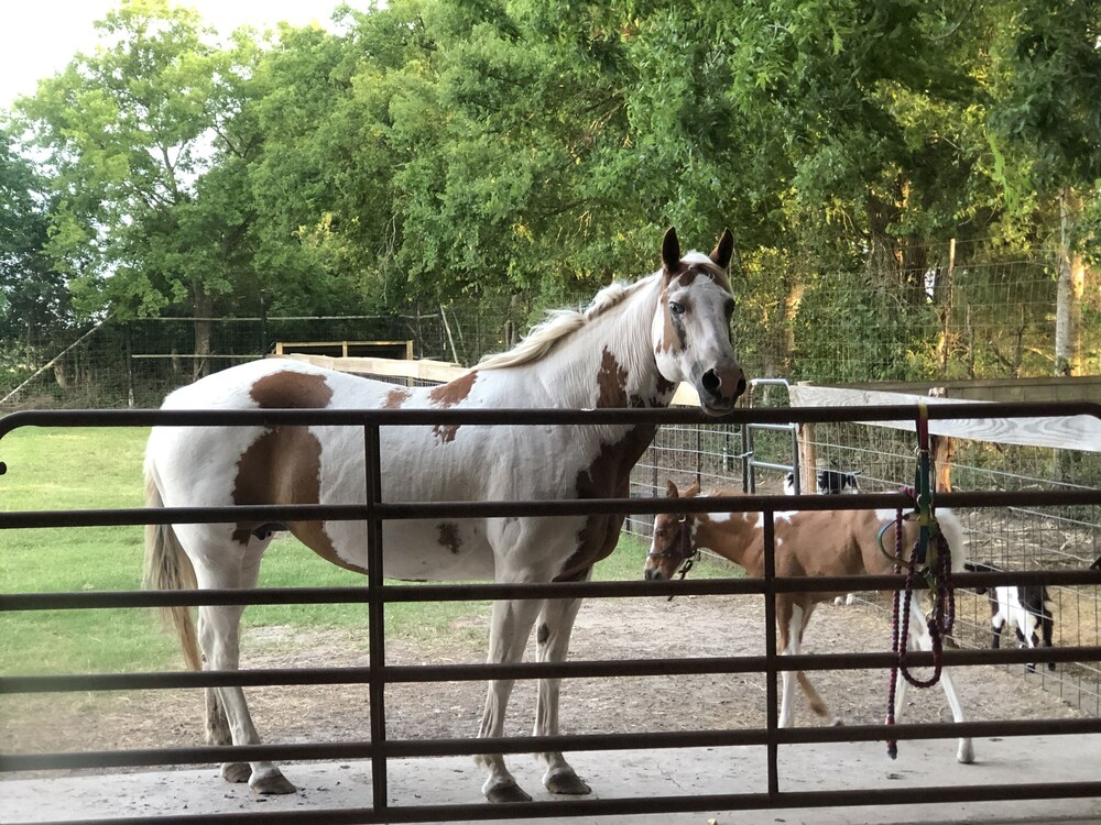 Oryx Horn Rockin Star Ranch Brenham Usa Best Price Guarantee Lastminute Com Au Oryx Horn Rockin Star Ranch Brenham Usa Best Price Guarantee Lastminute Com Au