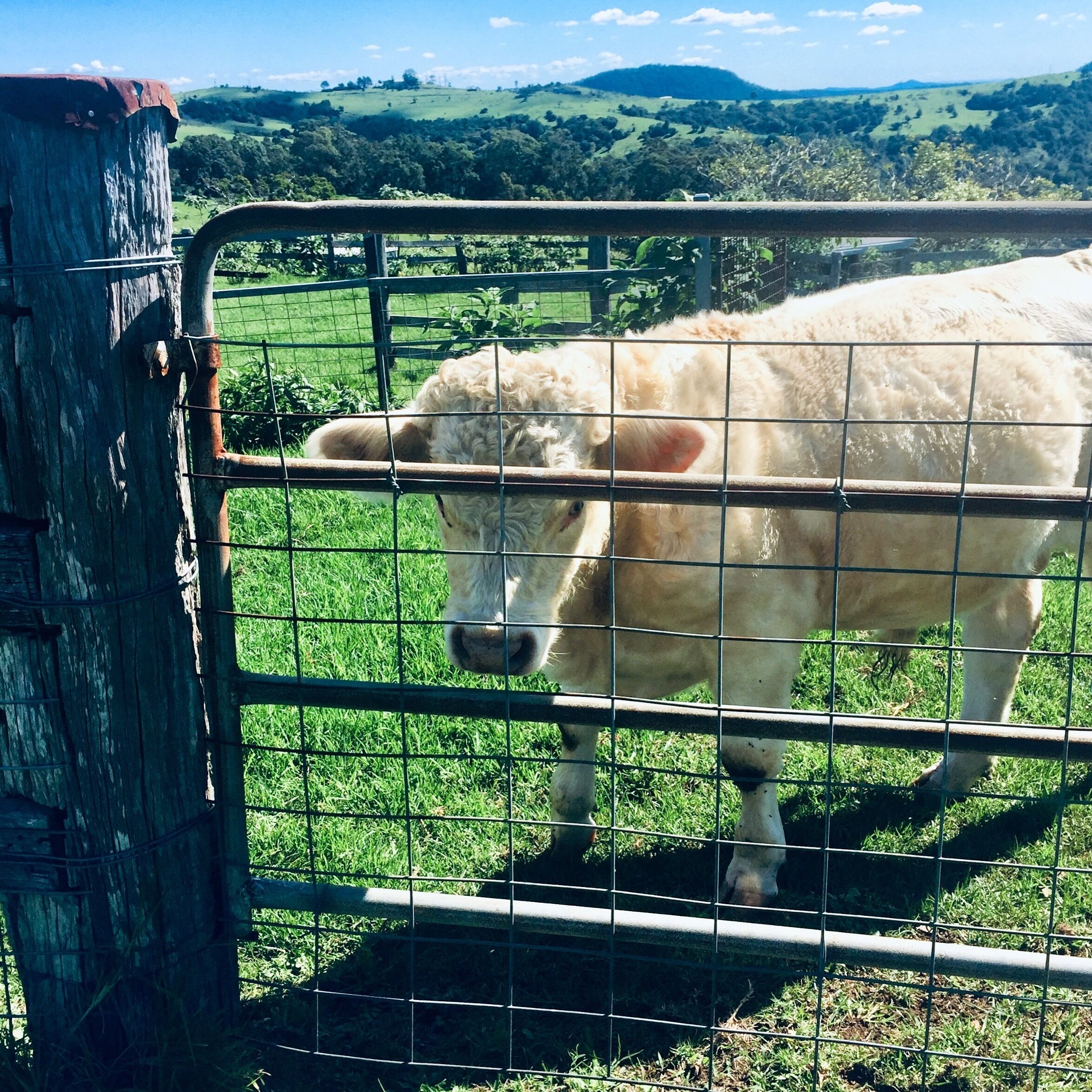 Willow Cabin Romantic Getaway in Scenic Rim