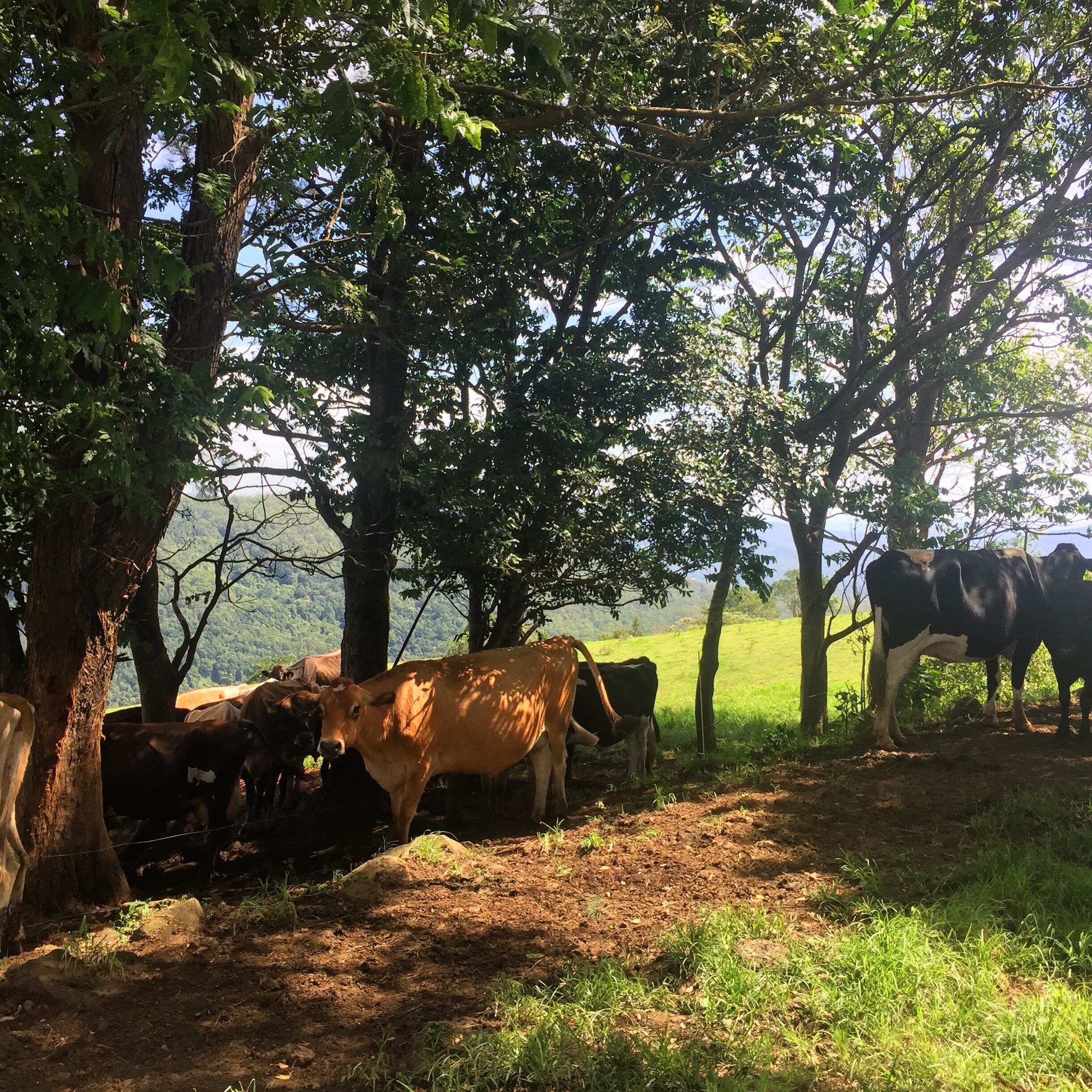 Willow Cabin Romantic Getaway in Scenic Rim