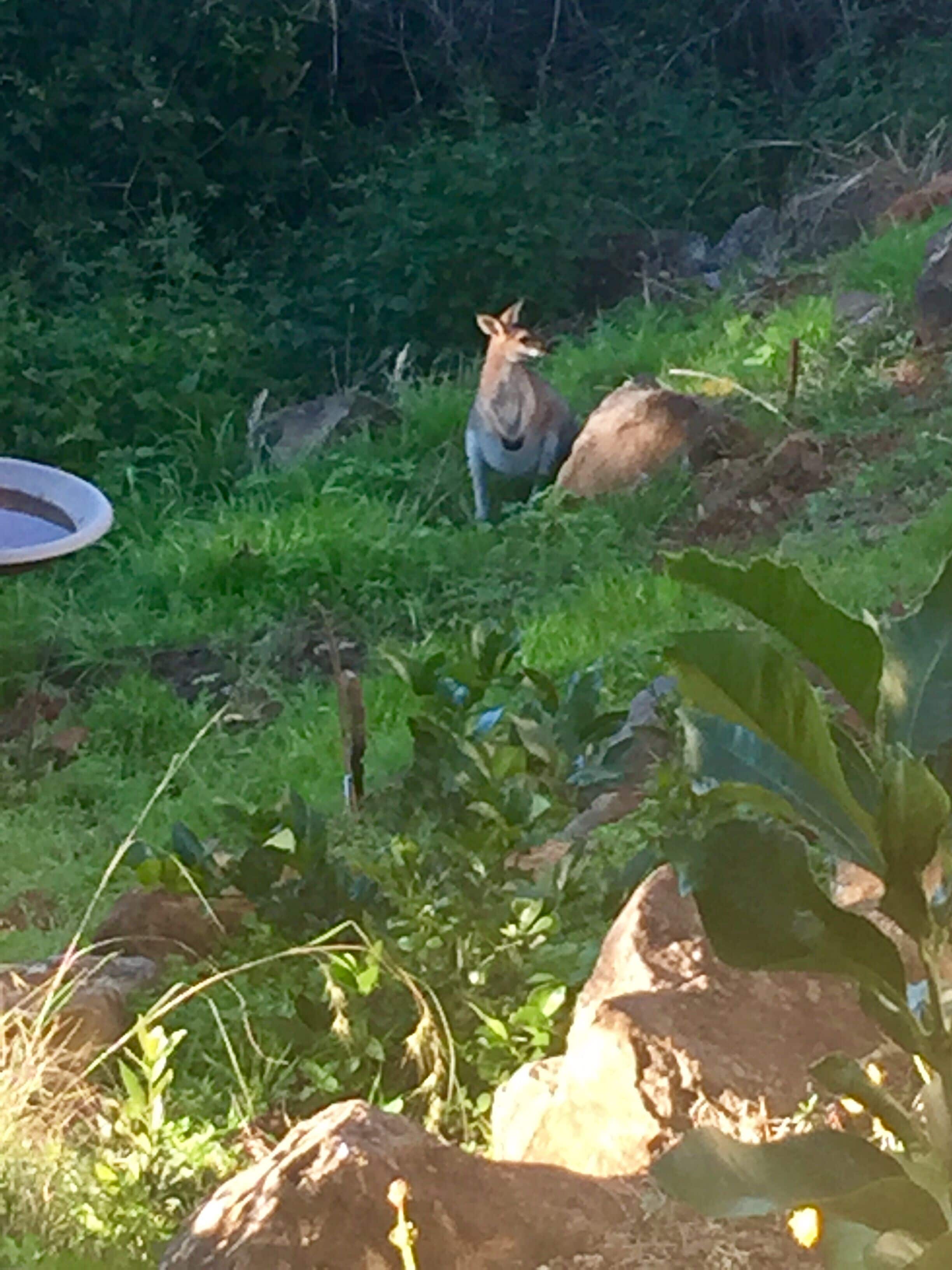 Willow Cabin Romantic Getaway in Scenic Rim