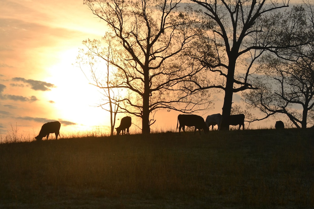 Private Secluded Cabin In Octavia Cheap Hotel Deals Rates