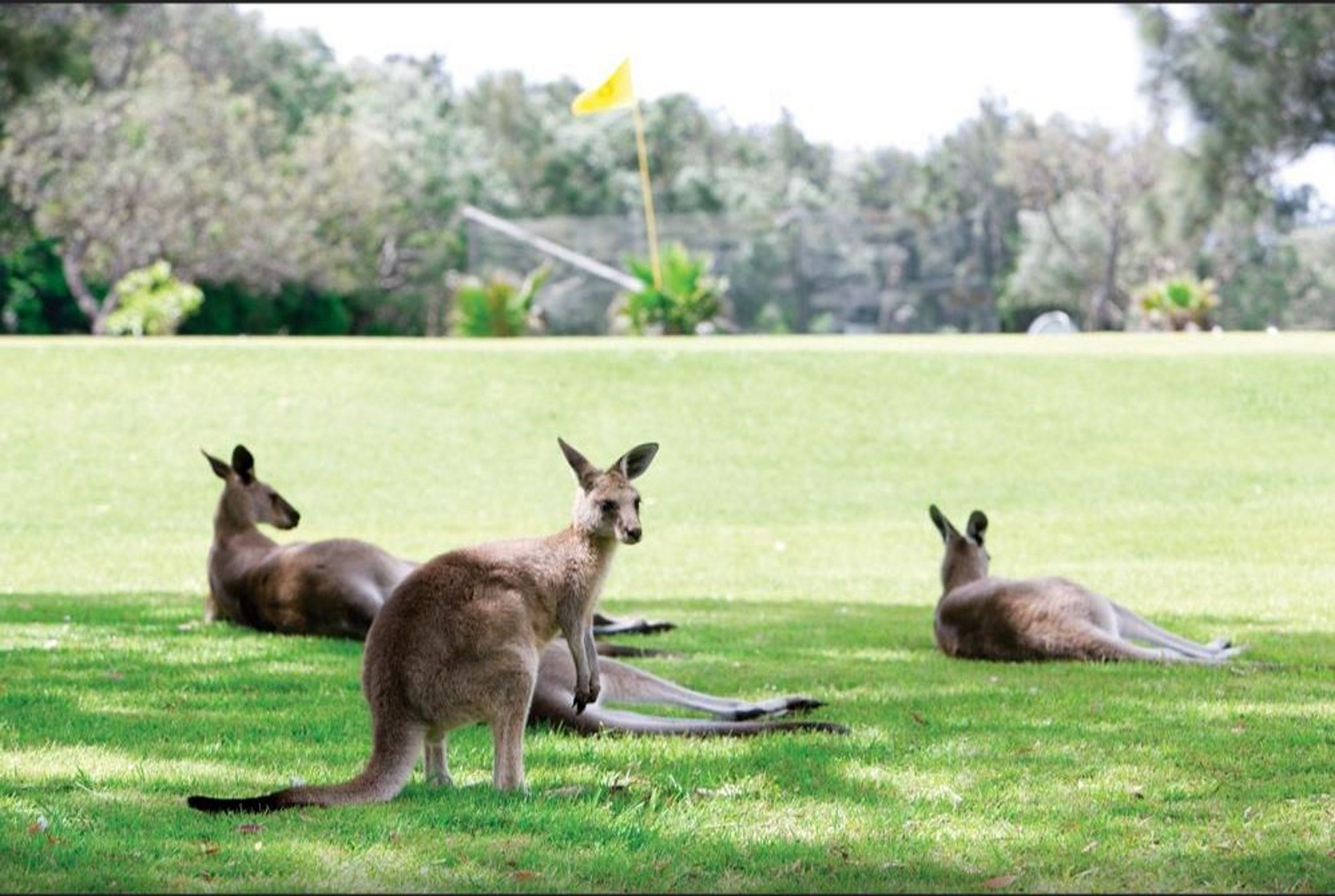 NRMA Darlington Beach Holiday Resort