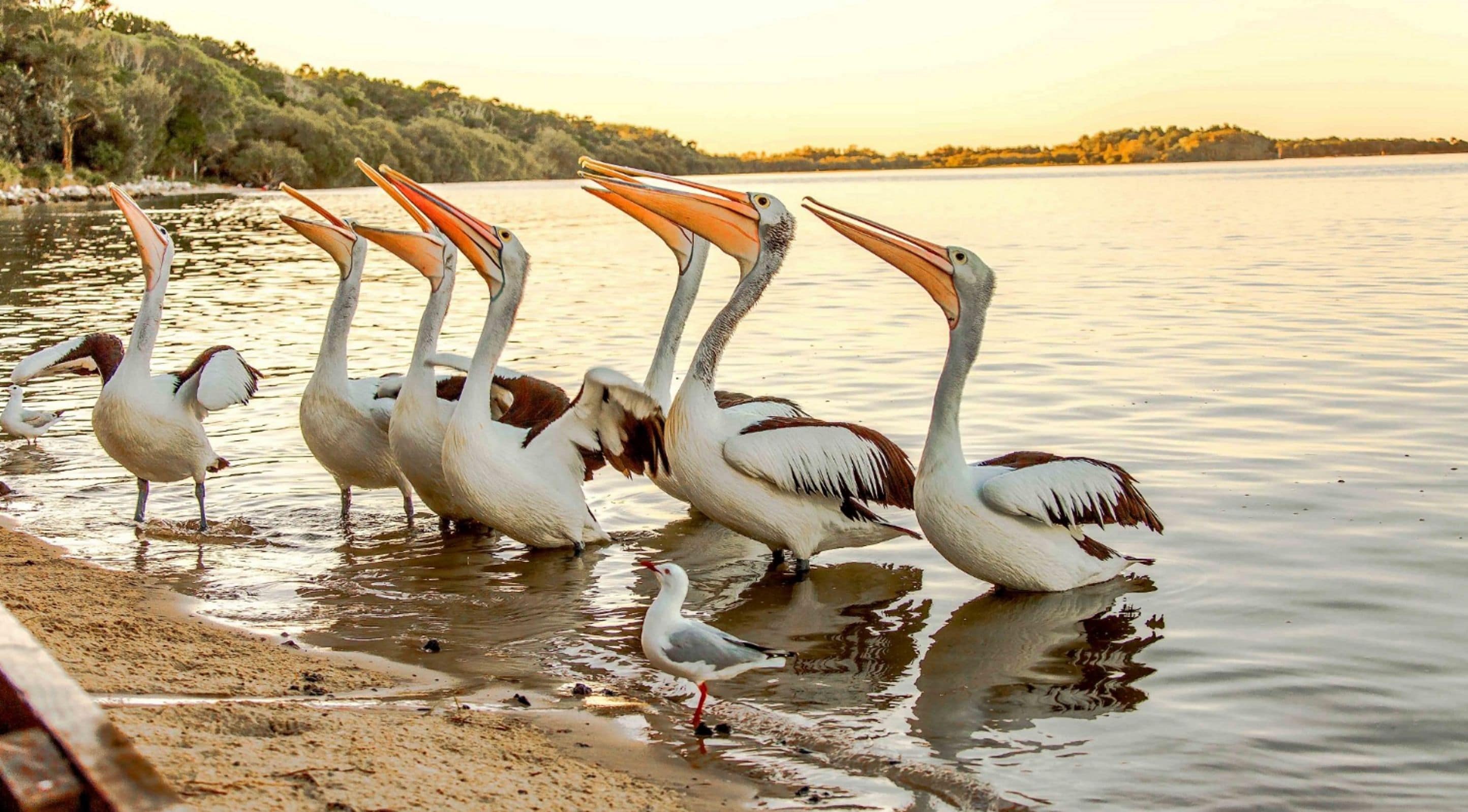 Blue Dolphin Holiday Resort