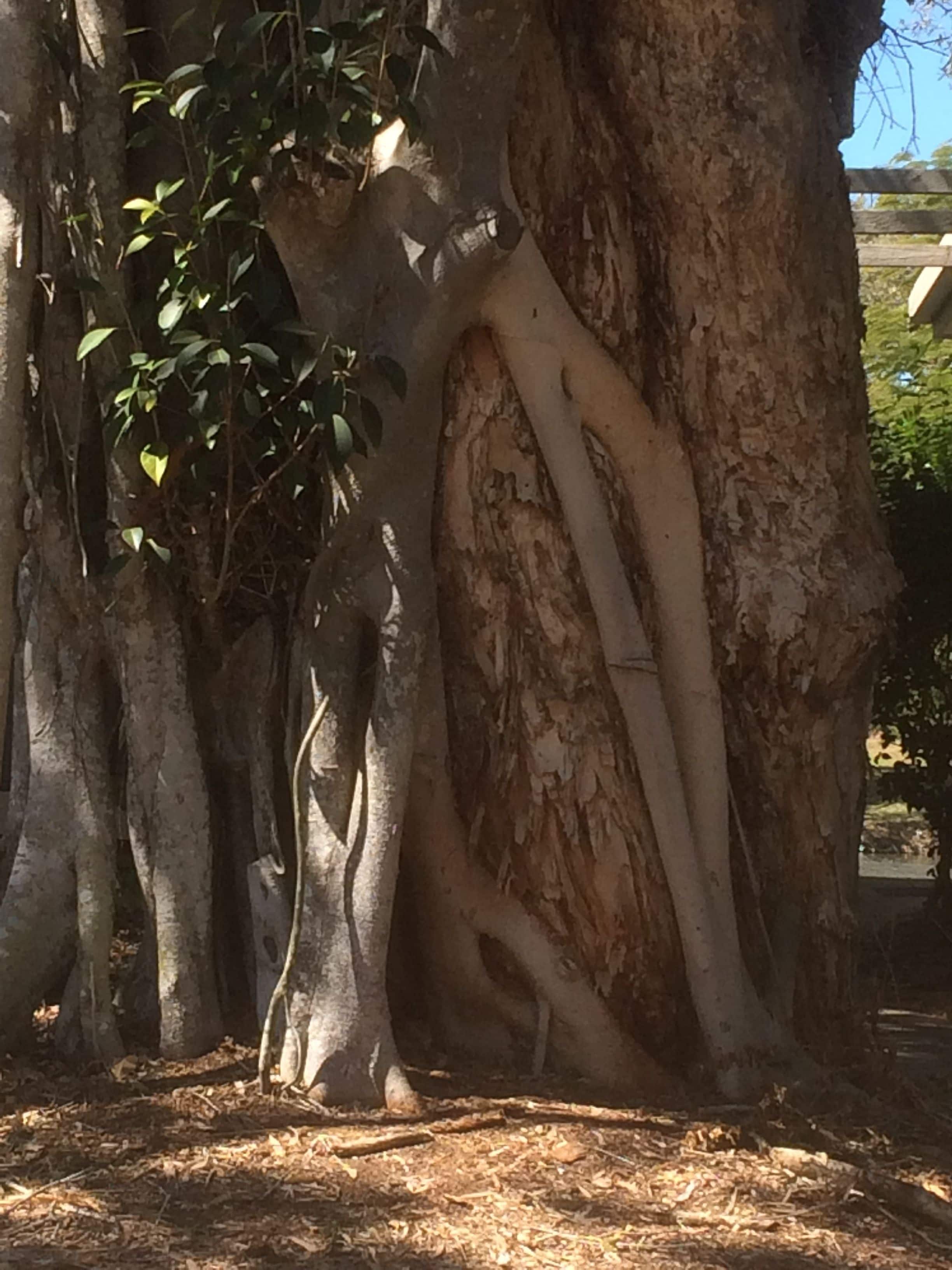 Sanctuary Lakes Fauna Retreat